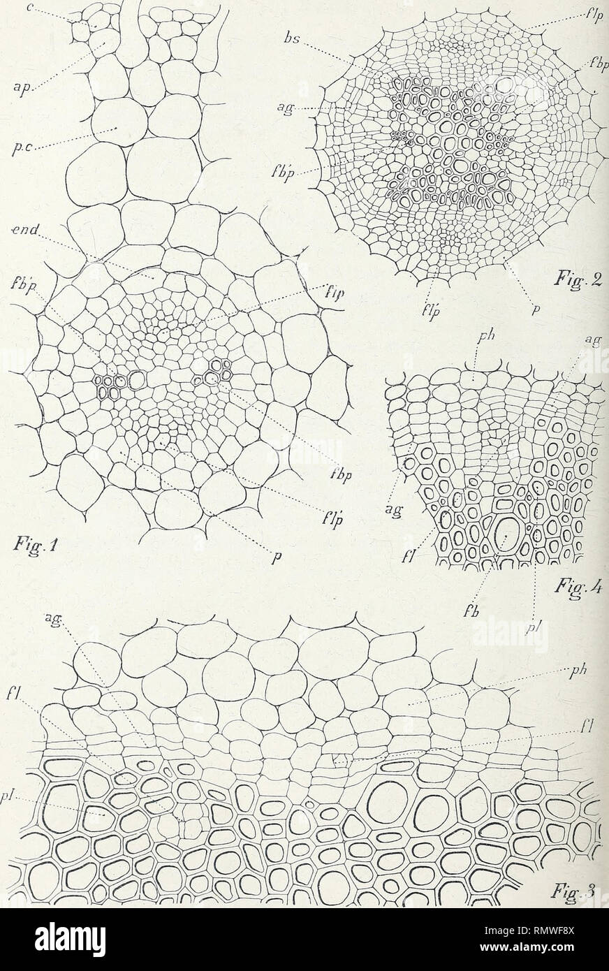 . Annales des Sciences Naturelles Botaniques. Arm. des Se. nat. 8e Série. Bot. Tome IX, Pl. 5.. G. Fron &lt;lel. Atriplex crassifolio, (4-2). — Salicornia macrostachya (3). Obione portulacoides (4).. Please note that these images are extracted from scanned page images that may have been digitally enhanced for readability - coloration and appearance of these illustrations may not perfectly resemble the original work.. Paris Stock Photo