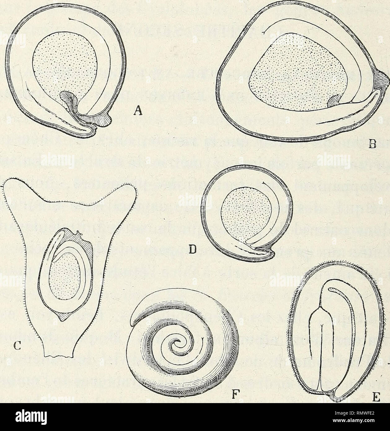 . Annales des Sciences Naturelles Botaniques. 184 G. FROIV. A. — Cyclolobées. — Dans le groupe des Cyclolobées, l'embryon dans la graine présente deux dispositions : Cbez Y A triplex hastata, Y A. nitens, le Chenopodium opulifolhim, etc., l'embryon forme un cercle complet, de. Fig. 5. — Sections longitudinales médianes dans les graines montrant la disposi- tion de l'embryon. — A, Atriplex hastata L. ; B, A. hortensis L. ; C, Obione pedun- culata Moq. ; D, Chenopodium opulifolium Schrad. ; E, Salicornia herbacea L. (d'après Van den Berghe) : F, Salsola Soda L., l'embryon étant dégagé du tégumen Stock Photo
