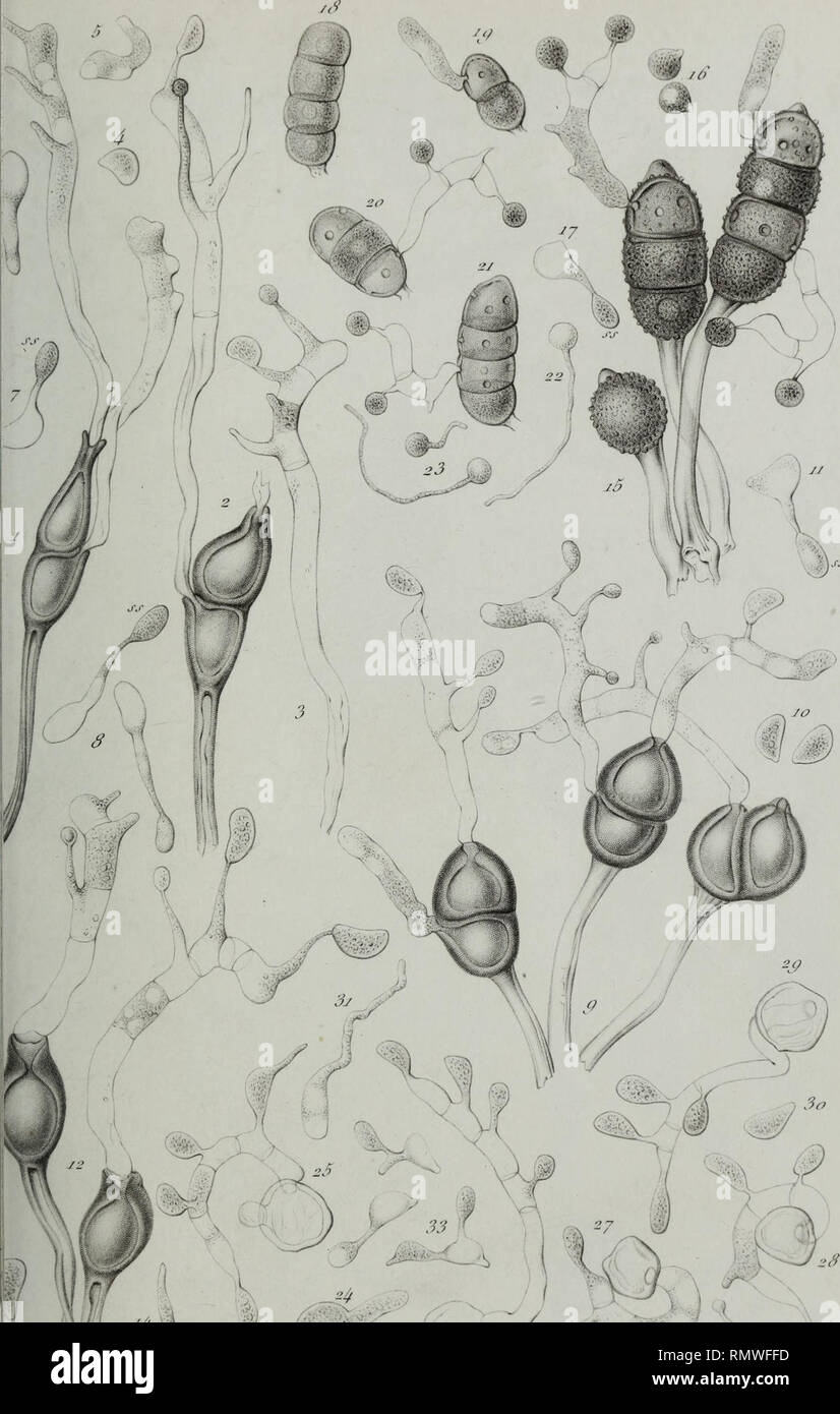 Annales Des Sciences Naturelles Botaniques F U Lt I Lt Sde Ic F Iot Tum 2 U Jj Rie Je J Y U Gt S Puccinia Grainmis Ssrj Puce Molimsesa 12 1 Uromyees Appendicuktus L Ai Ty Phragmidium Bulbosum