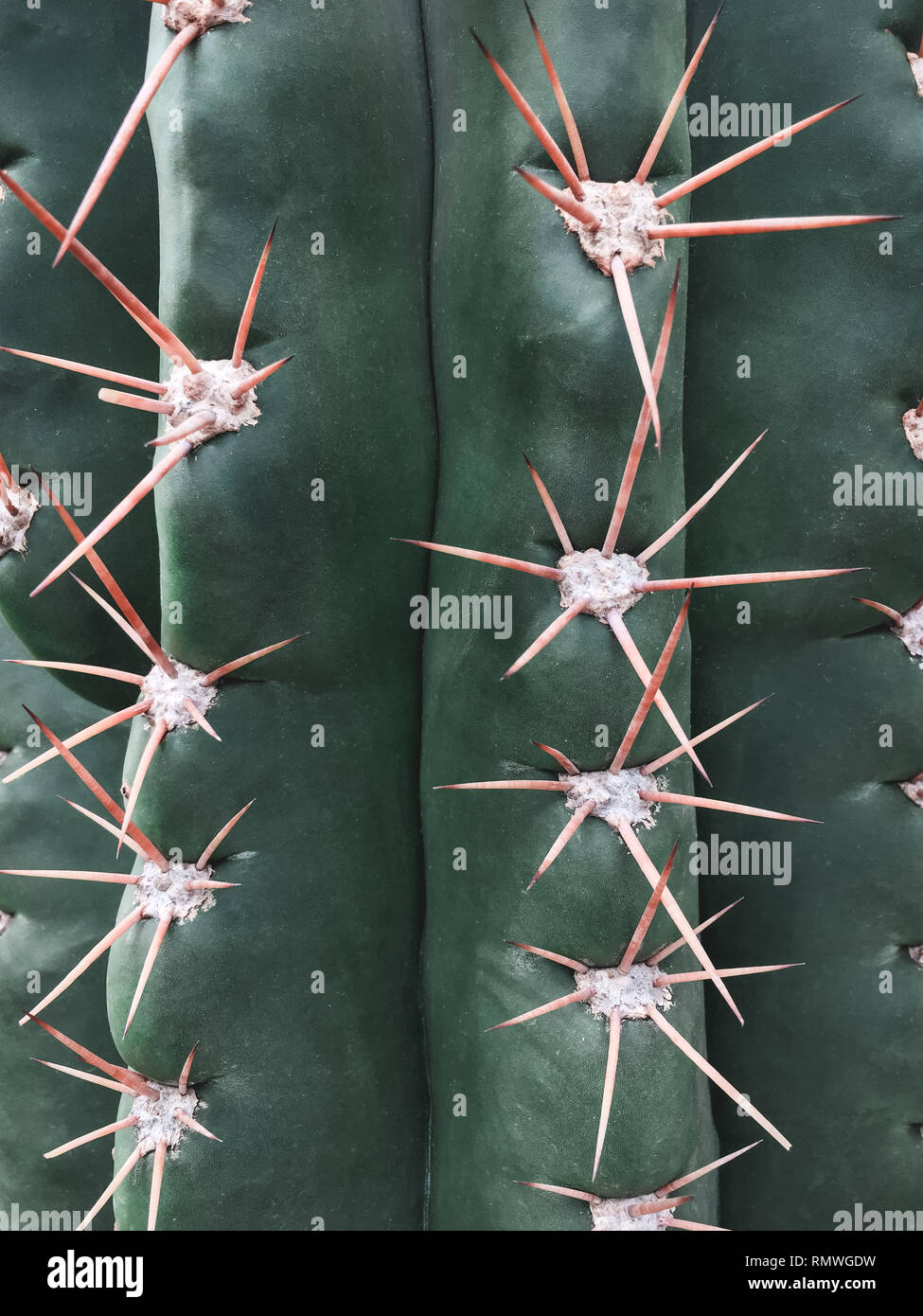 Spiky texture of a big green cactus. Tropical background. Stock Photo
