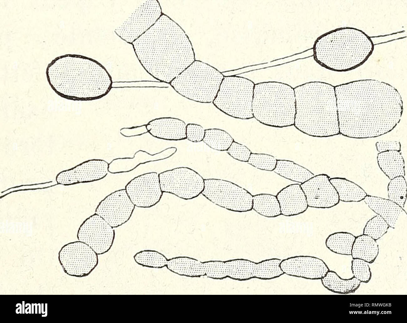 . Annales des Sciences Naturelles Botaniques. INFLUENCE DES MILIEUX SUR LES DÉMATIÉES. 205 demi-épaisse. Malgré son aspect membraniforme, il est constitué uniquement par du mucilage. (Ce flocon ne se forme pas dans les cultures parallèles du Cladosporium.) Plus tard, surtout si Ton agite le tube, la végétation su- perficielle du liquide plonge au fond sous forme d'un disque et entraîne avec elle ce dépôt floconneux. Le liquide supé- rieur redevient alors limpide. /. —Glucose.— Dans cette solution, comme dans la gomme d'épaisseur moyenne, on trouve à la fois une grande abon- dance de cellules i Stock Photo