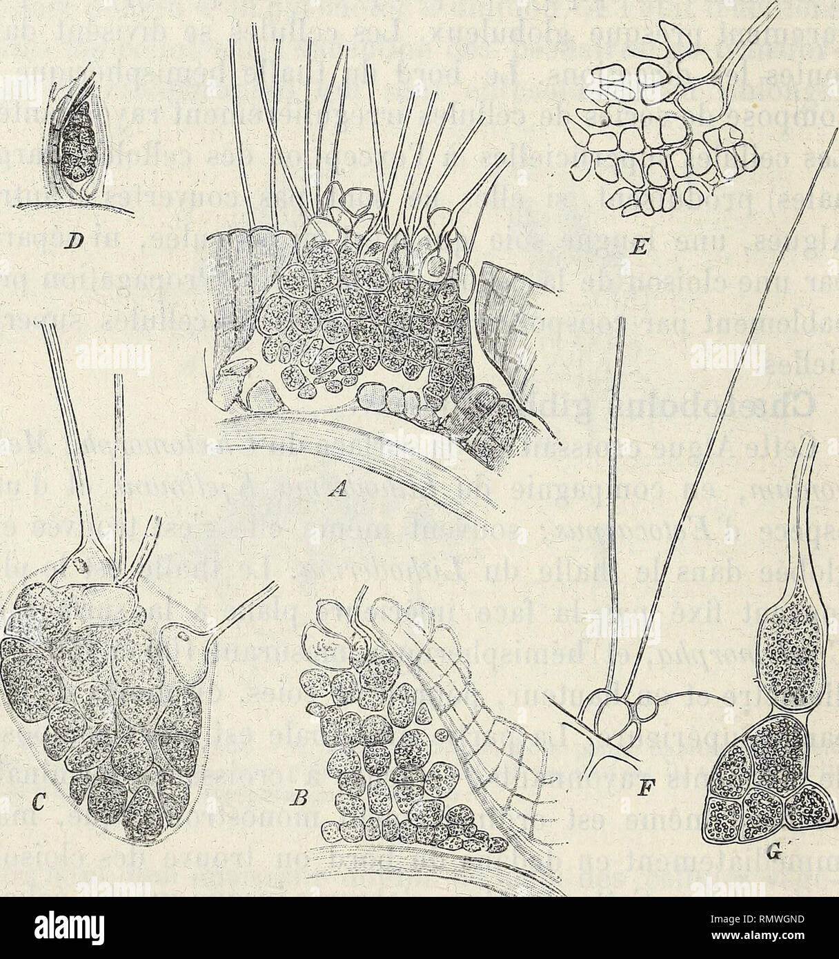 . Annales des Sciences Naturelles Botaniques. 138 4 à 5 [y-, longuement atténuées vers le haut. La lumière de la soie est souvent oblitérée à la base à cause du gonflement de la membrane vers l'intérieur. Les cellules intérieures sont riches en amidon ; à partir de la base elles deviennent plus grandes vers le haut.. Fig. 41. — Chastobolus gibbus. — A, section verticale d'une plante entourée du Lithoderma Kjellmani; en bas on voit la membrane du Chsstomorpha ; B, la même ; toute la face inférieure est attachée au Chastomorpha; C, thalle entouré de tous côtés d'un Ectocarpus ; D, semblable, mai Stock Photo