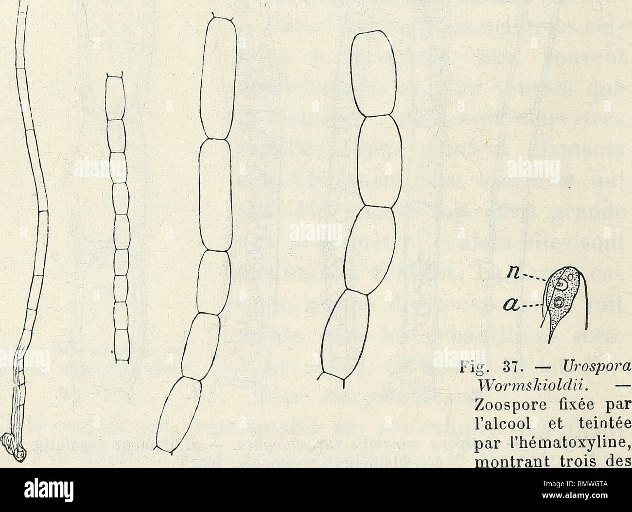 Page 7 Zoospores High Resolution Stock Photography And Images Alamy