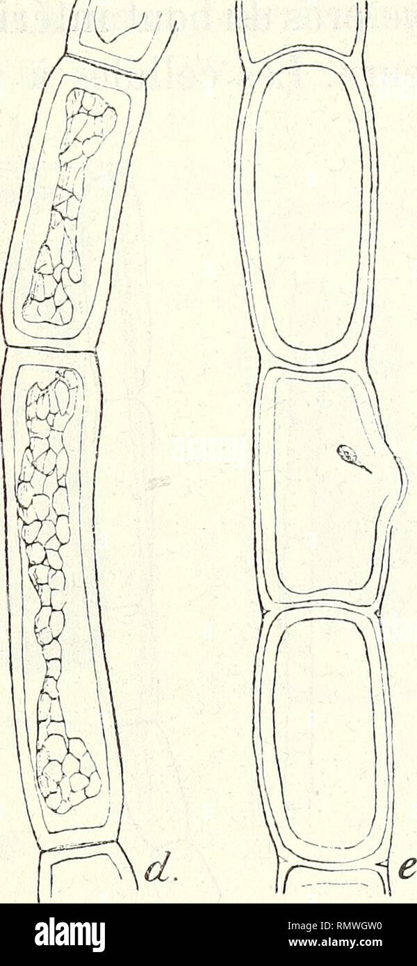 . Annales des Sciences Naturelles Botaniques. . Fig. 35. — Urospora mirabilis var. elongata. — «, lilament végétatif; b-e, filaments à zoospores, 160 : L Urospora Wormskioldii (Mert.) Rosenv. Syn. : Chsetomorpha WormskiolcUi, Kjellm. Les cellules inférieures émettent des rhizines formant eu bas un disque fixateur. Dans la partie inférieure de la plante les cellules sont relativement étroites ; elles ont environ 30 à 60 p. de diamètre, mais elles sont très allongées, la longueur étant quelquefois 15 fois plus grande que le diamètre. Elles contiennent un chromatophore réticulé à grandes mailles  Stock Photo