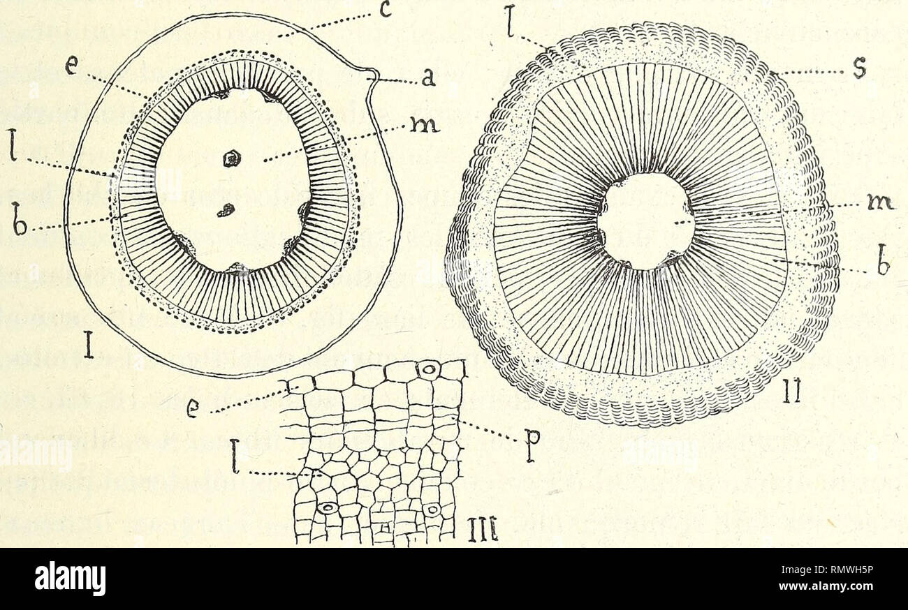 . Annales des Sciences Naturelles. SUR LES MÉLASTOMACÉES DU NORD-OUEST DE MADAGASCAR 331 membrane épaisse, fortement sclérifîée et finement canaliculée. A la structure de ce rameau dressé comparons maintenant celle du rhizome, en y pratiquant des coupes successives, depuis la base des rameaux dressés jusqu'à l'extrémité même de la souche qui s'applique contre les rocailles. On observera alors des modifications intéressantes. L'épiderme et l'écorce, dans les coupes où ils subsistent. Fig. 18. — Structure comparative de la tige dressée et rhizomateuse de Medinilla macropoda. I. Tige dressée. II. Stock Photo