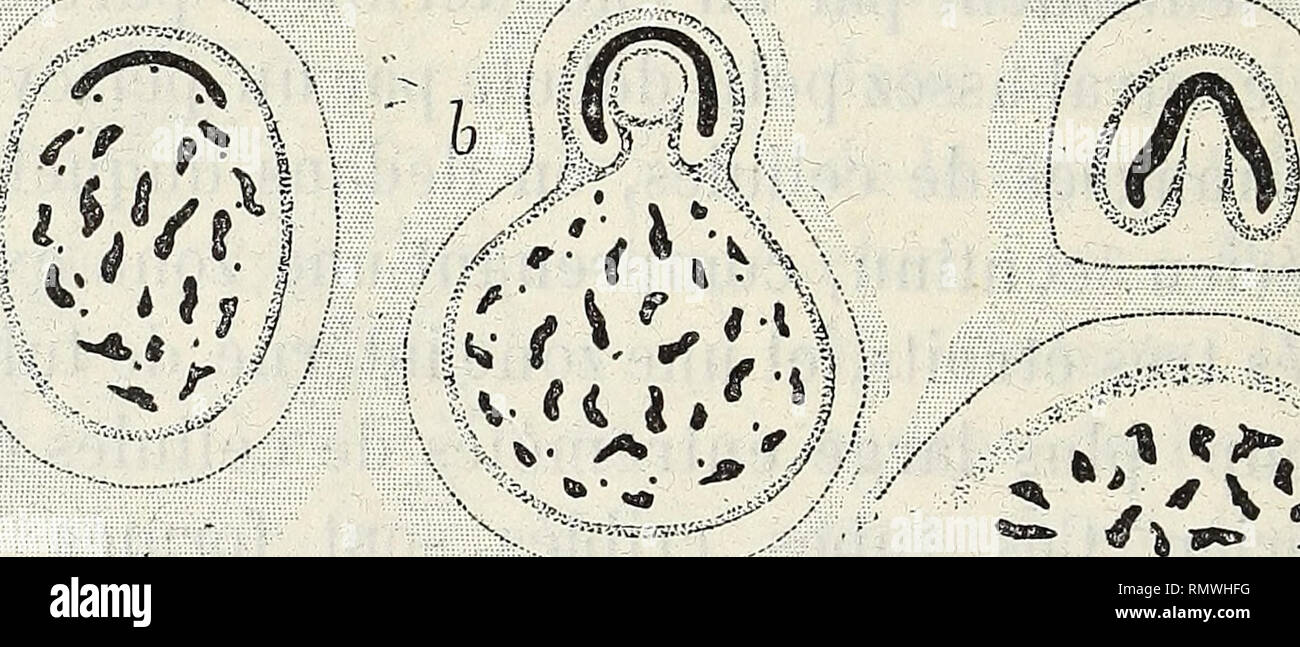 . Annales des Sciences Naturelles Botaniques. 172 CïËORCiEiS» POIRAUL.T. distingue, vers la partie supérieure du cylindre central de la tige horizontale, trois de ces groupes de protoxylème assez volumineux (fig. 13). C'est à leur voisinage que commencent les processus marquant le départ de la feuille; dans cette ré- gion, les vaisseaux disparaissent, et bientôt, autour d'un massif de cellules parenchymateuses, des tubes criblés se développent. Ce massif de cellules à parois minces (autour duquel on ne distingue à aucun moment d'assise à cadres lignifiés), ira toujours en grossissant, et sa ce Stock Photo