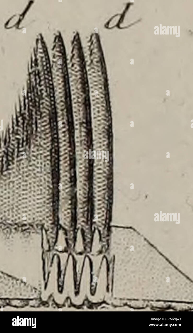 Annales Des Sciences Naturelles Zoologie Et Biologie - 