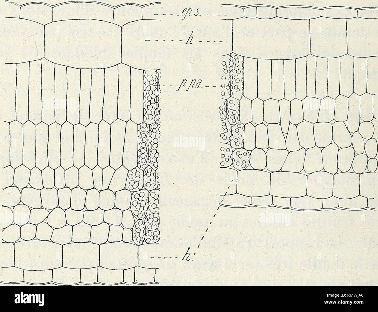 Habitues High Resolution Stock Photography And Images Alamy