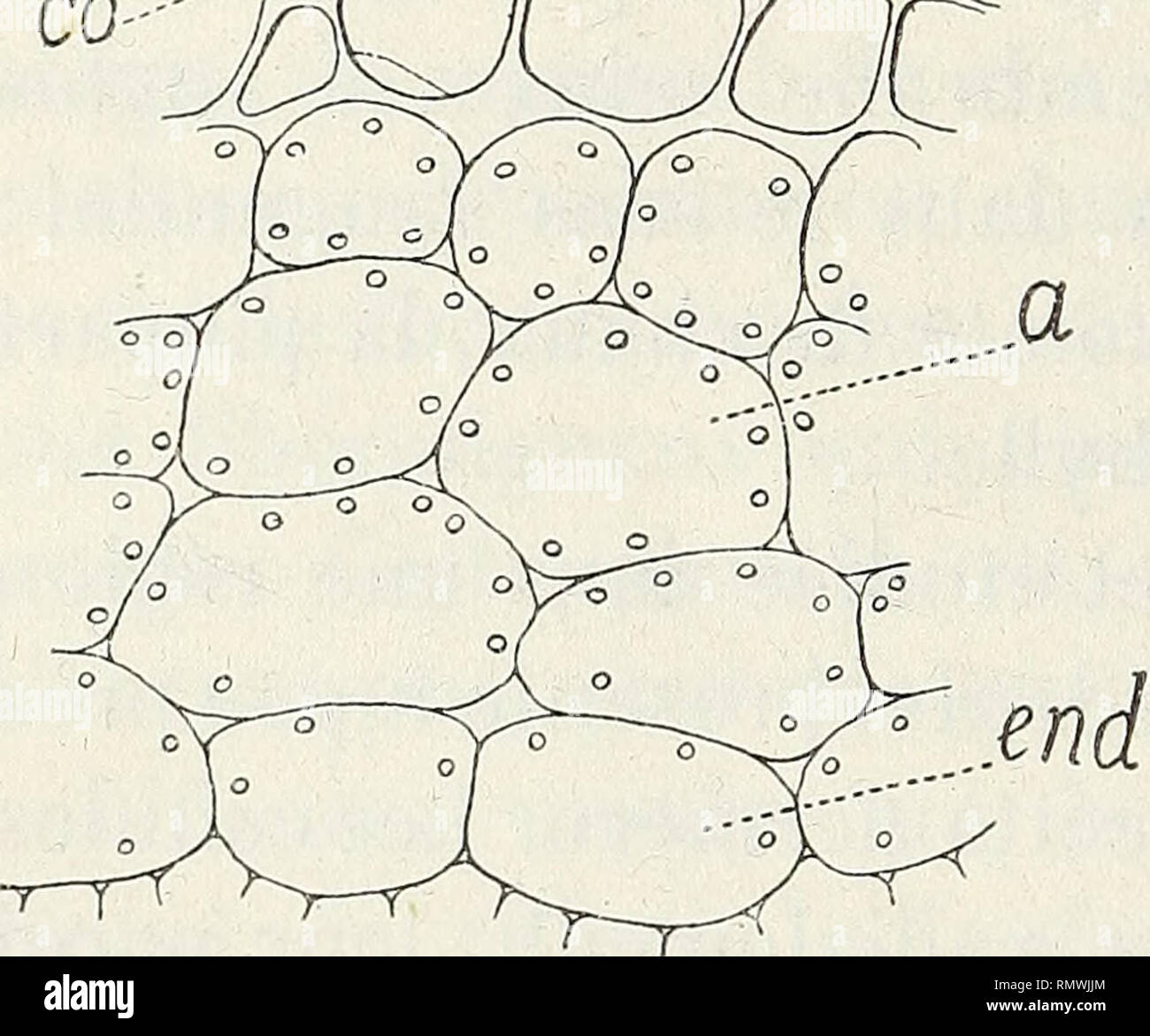 Morphologie des feuilles hi-res stock photography and images - Alamy