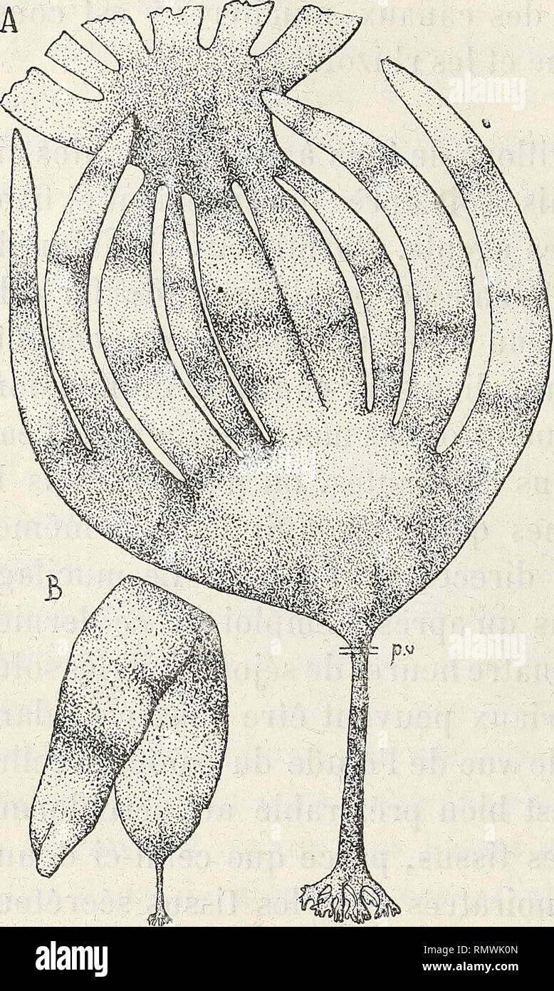 Annales des Sciences Naturelles Botaniques. 4 Sa. (hUIGMABD. cien; vers le  haut, une lame nouvelle qui prend d'abord, dans le L. Cloustoni, une forme  ovale arrondie et qui soulève la lame