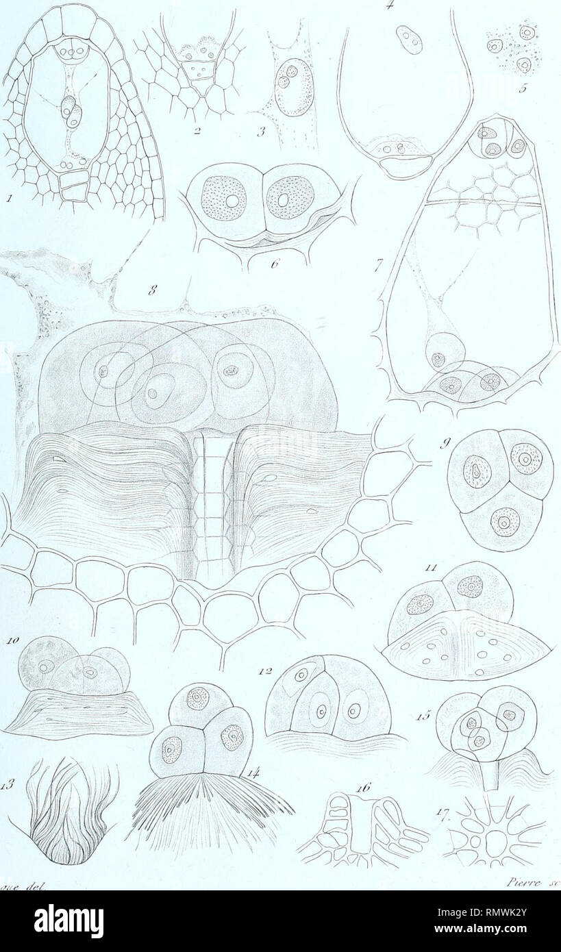 Annales Des Sciences Naturelles Botaniques 4 I I E E Lt R Sc Ie Ui A Serce Fia6 Tome A J I I T Ut I Rt Uc A Yt7rr J I R A 7j Cavuz A A Ifi J Lt I Us S A Jf J Im I A La M