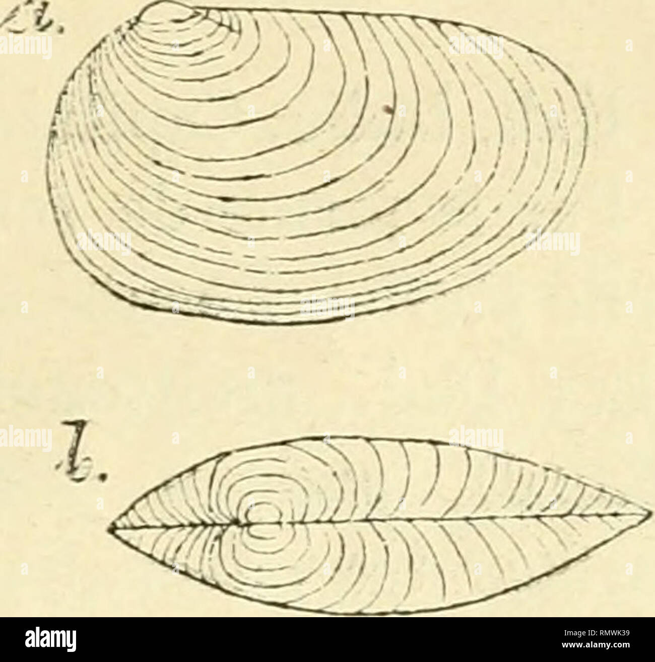 Annales Des Sciences Naturelles Zoology Biology Phyllopodes Co Nchostraces 327 Cyzicus Brasiliensis Baird Ig 78 H Esthei Ia Brasiliensis Baird W J P Tab Il Fii Ia C Grubee 52 P