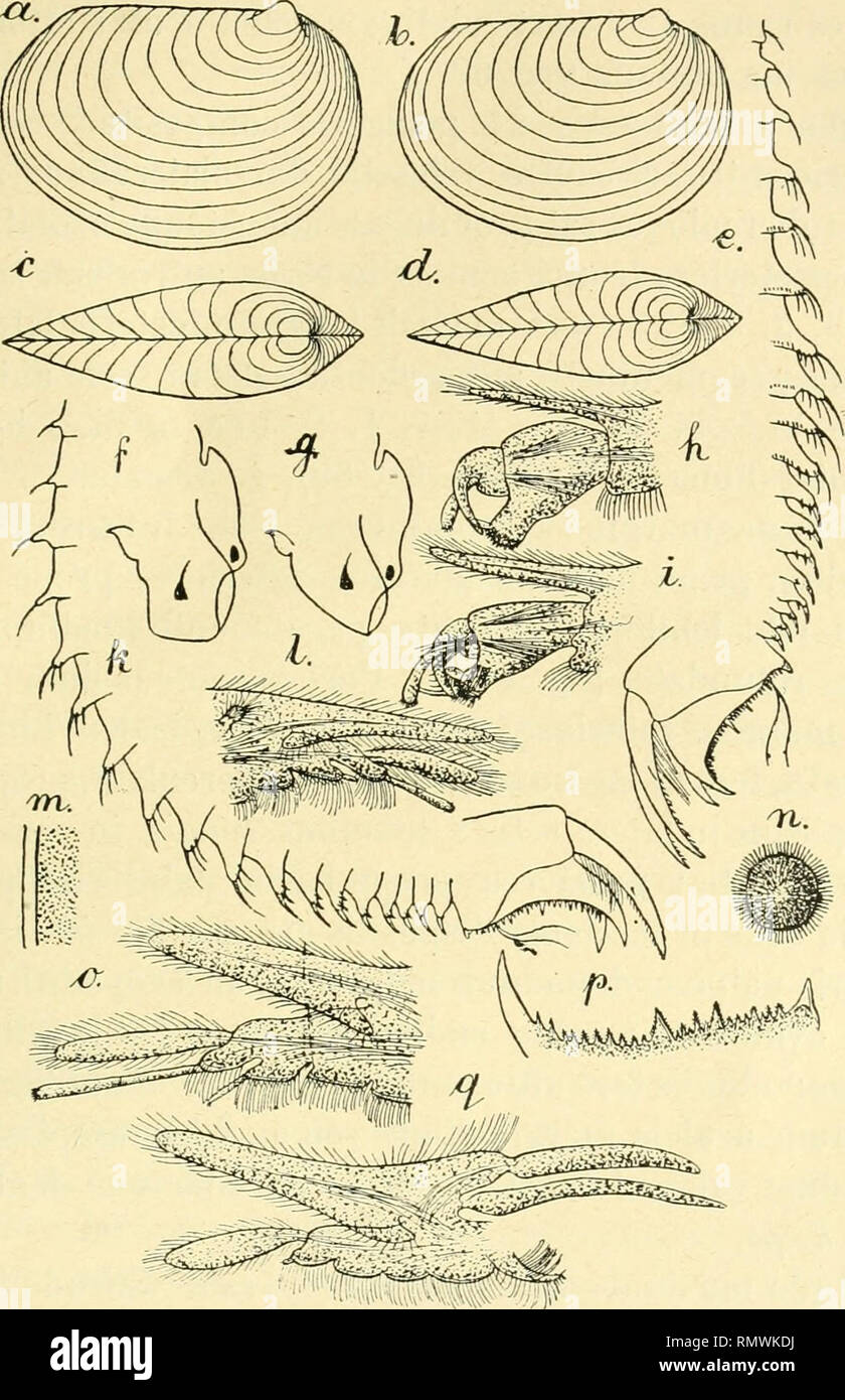 Page 192 G T O High Resolution Stock Photography And Images Alamy