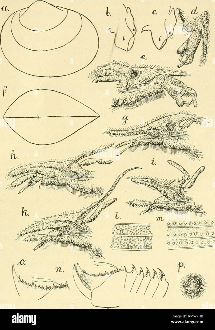 . Annales des sciences naturelles. Zoology; Biology. PHYLLOFODES CONCHOSTRACES 2H lucidis, dispersis, in margine inferiore maculis ovalibus, pellu- cidis (fig. 53, /]; jiinioribus concinne punclatis et fereinmedio. Fig. 53. — Cyzicus Jonesi (Baird). — a, cf Ç conclia a latere, 1 : S; 6, d&quot; caput a latere, 1 : 10; c, Ç caput a latere, 1 : 10 ; cl, cf pars apiealis pedum 2-di paris- Reieh. Oc. I, Obj. Q; e, cf pes primi paris, Reich. Oc. I, Obj. 0; /&quot;, cf Ç conchae supra visae, 1 : 5: g, Ç pes priiui paris. Reich. Oc. I, Obj. 0; h, d&quot; pes tertiî paris. Reich. Oc. I, Obj. 0 ; /, ç  Stock Photo