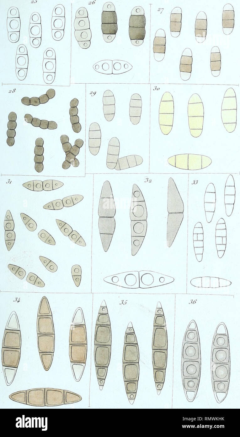 Annales Des Sciences Naturelles Botaniques N I Des J C E Ie Ta E Gt Serie Jju Io E C Gt 3 Lt Lt U Ter T Jv I Sa Mn I R Vaille Jps Mpade Js Paris Please Note That These Images Are Extracted