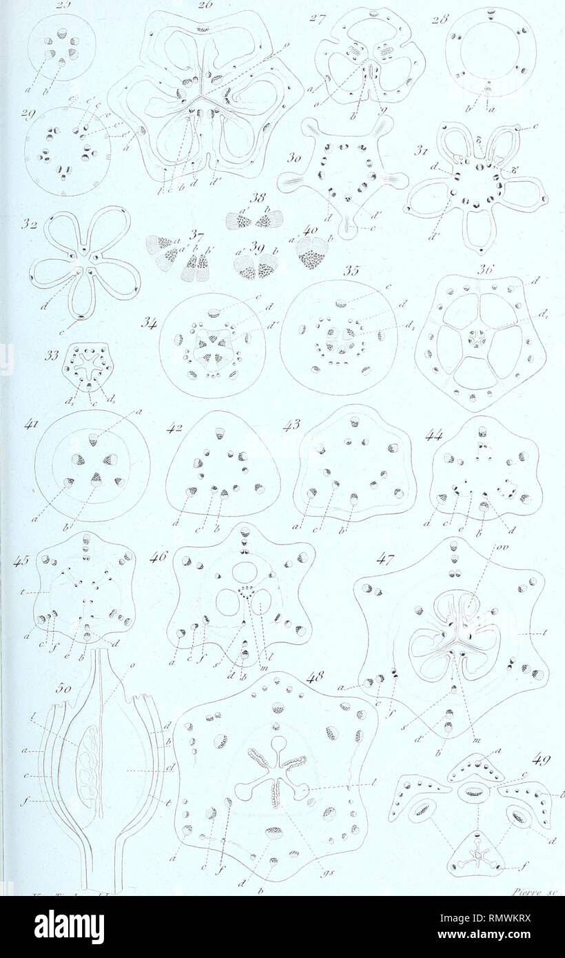 Annales Des Sciences Naturelles Botaniques Ann Des Srietic Na T 5e Serie Bot Tunis U Pi 10 T A T Y Ri Fii Jvt Del Jlec Ie Vies Amp Z Strucetcre Dzc F S A Salmqn Imp R Fgeitie Stm Gt Ade R5 Aparis Please Note