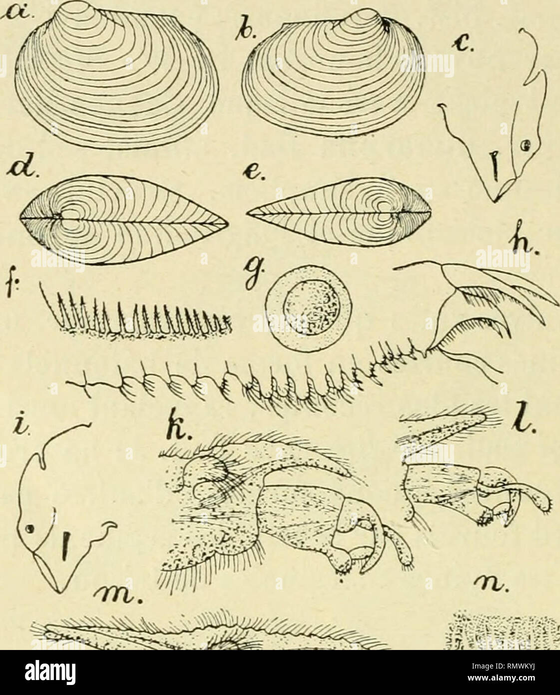 . Annales des sciences naturelles. Zoology; Biology. 02 EUG. DADAY DE DEES parum acule rotiindato, posteriore vero producto, acuto; marginibus lateralibiis usque ad médium laie arcuatis, in parte posteriore declivibiis, convergentibus (fig. 33, é). Valvulae concharum zonisincrementi 18-20, dense concinne-. d^---^^^ &quot;&quot;'. Please note that these images are extracted from scanned page images that may have been digitally enhanced for readability - coloration and appearance of these illustrations may not perfectly resemble the original work.. Milne-Edwards, H. (Henri), 1800-1885; Audouin,  Stock Photo