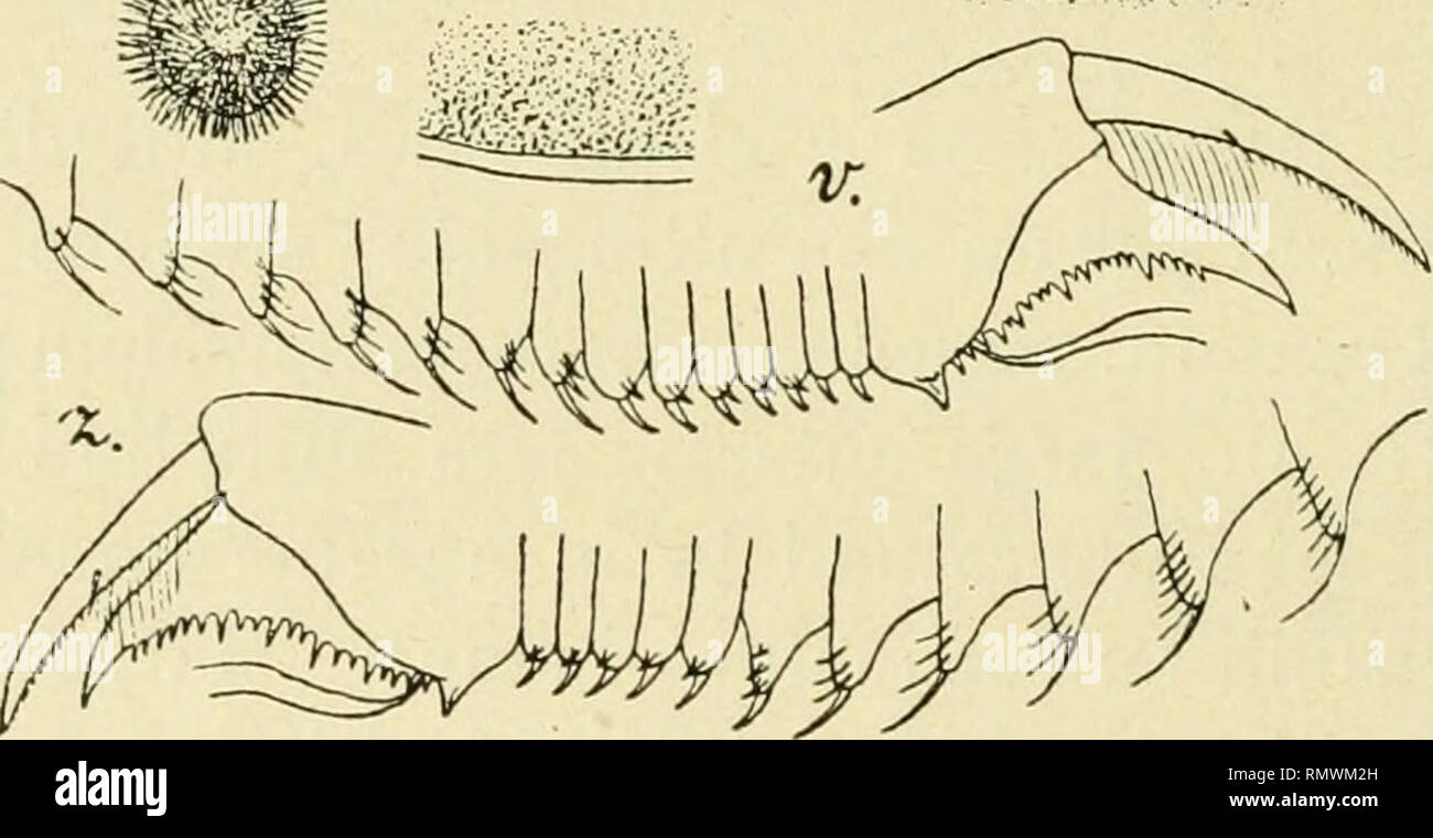 Annales Des Sciences Naturelles Zoology Biology Wwuw Fig 27 Caenestheviella Vaiiabuis Dad Ii Sp A D Concha A Lalere 1 3 B C Concha A Latere 1 3