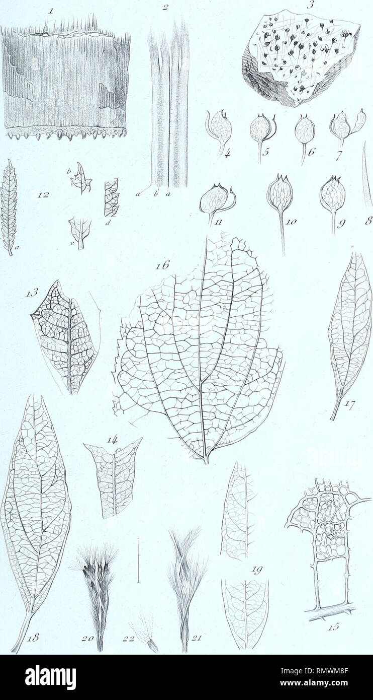Annales Des Sciences Naturelles Botaniques Jinn De Lt R Scie Lc Fiai 5f Sdy Im J U Tumc 2 I L 22 A F Jfnr B I I Lerri Rr Fla Iur Gt Ayi7ii T E Gt Ran Iiiifi A J Rt M Gt N R Wf T J J Rii Ii T Jj J Ti It Please