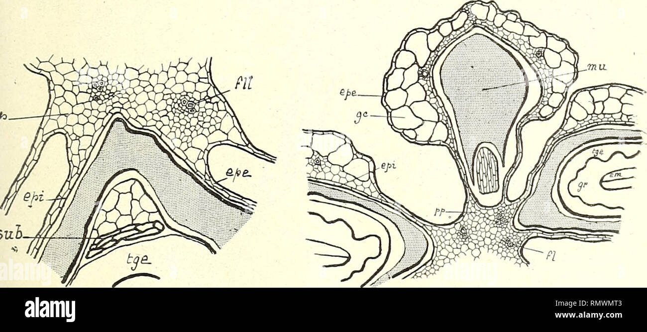 Annales des Sciences Naturelles Botaniques. . Fig. 20. — Phseosaccion  Collmsii. — a, partie inférieure d'une plante assez jeune; 6, sommet d'une  jeune plante; c, coupe transversale de la fronde; y