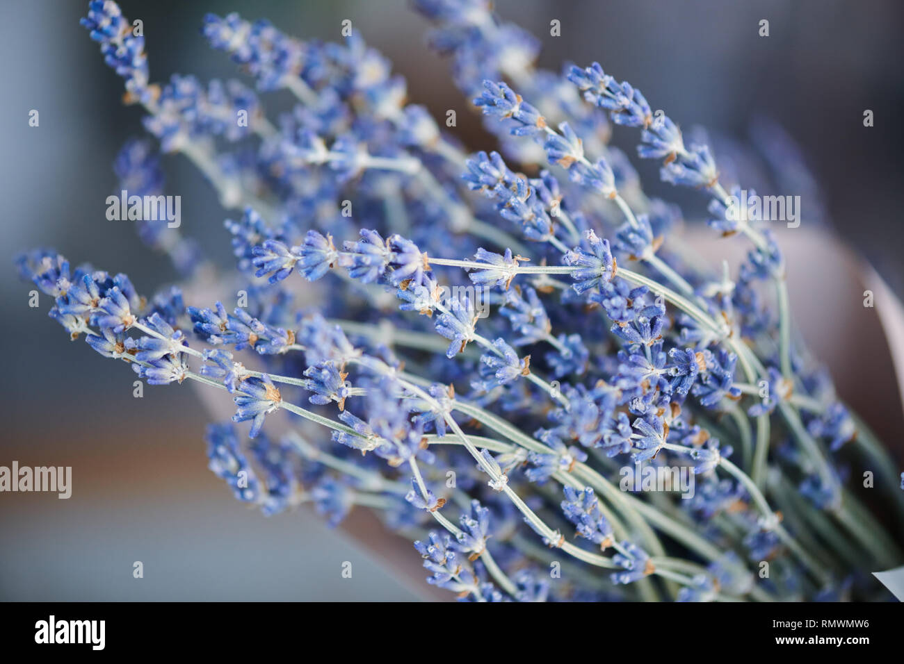 Bunch of dry lavender flowers made up of group of thin branches covered with tiny blossom Stock Photo
