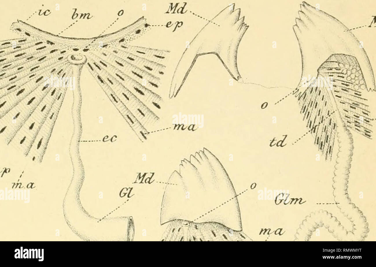 Annales Des Sciences Naturelles Zoology Biology V Mcv Gl Gt X E Xxs S Hl F Fvq 9 Md Ma Gl Please