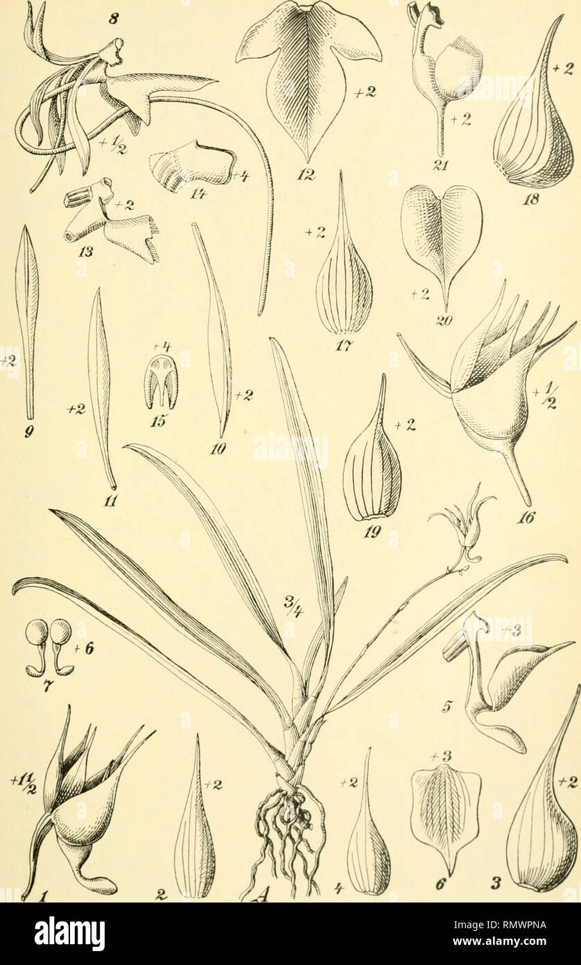 . Annales du Muse colonial de Marseille. Plants -- Madagascar; Tropical plants. A. 1-7 Aeranthes parvula Schltr. — 8-i5 Aeranthes Perrierii Scbltr. 16-21 Aeranthes filipes Schlecht.. Please note that these images are extracted from scanned page images that may have been digitally enhanced for readability - coloration and appearance of these illustrations may not perfectly resemble the original work.. Muse colonial de Marseille. Marseille : Muse colonial Stock Photo
