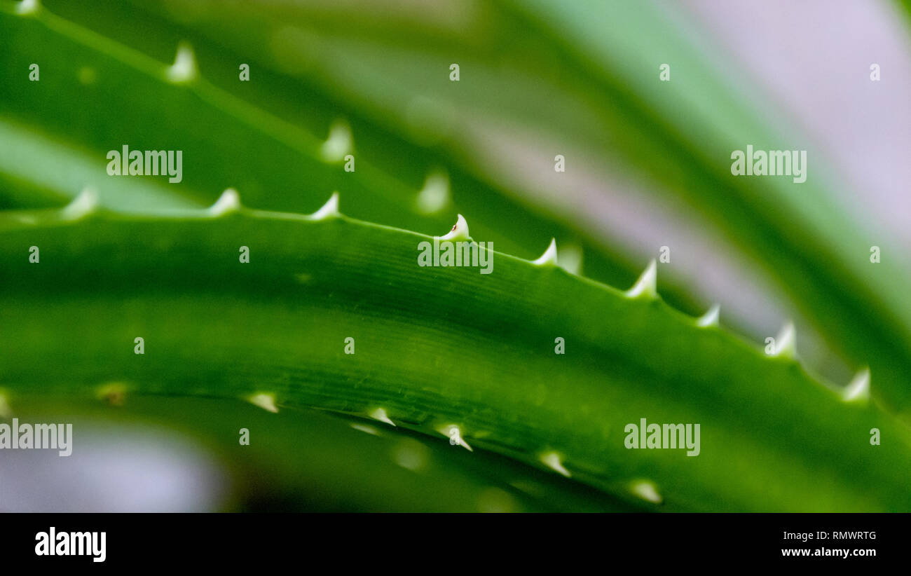 A close-up of a pointy plant with white spines Stock Photo