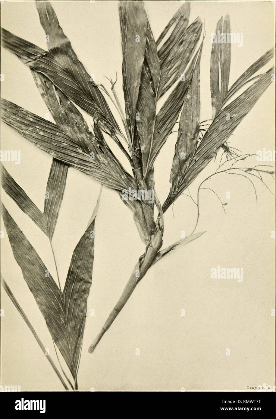. Annales du Muse colonial de Marseille. Plants -- Madagascar; Tropical plants. Annales du Musée colonial de Marseille :(• série, l ' volume 1913. Page 23..  III. Limbe el pied entier sauf la base du tronc du Dypsis Hildehrandtii.. Please note that these images are extracted from scanned page images that may have been digitally enhanced for readability - coloration and appearance of these illustrations may not perfectly resemble the original work.. Muse colonial de Marseille. Marseille : Muse colonial Stock Photo
