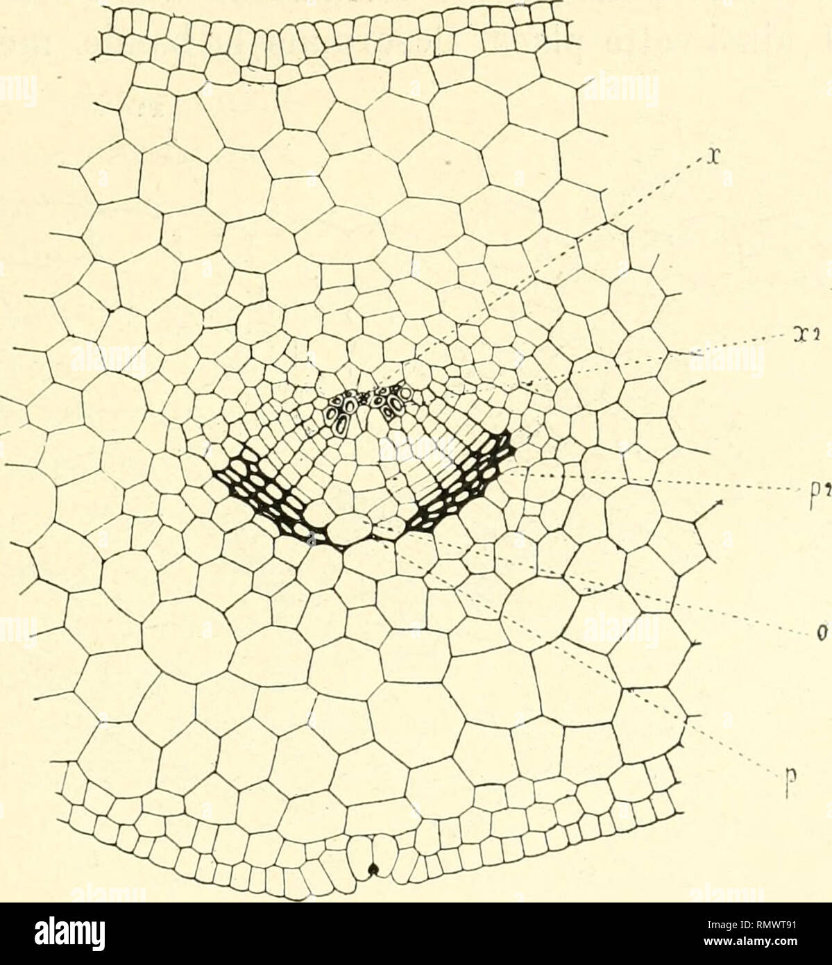 Graine De Fougère Séchée à Plat Avec Des Formes De Feuilles Complexes Sur  Fond Blanc Image stock - Image du conception, biologie: 163913687