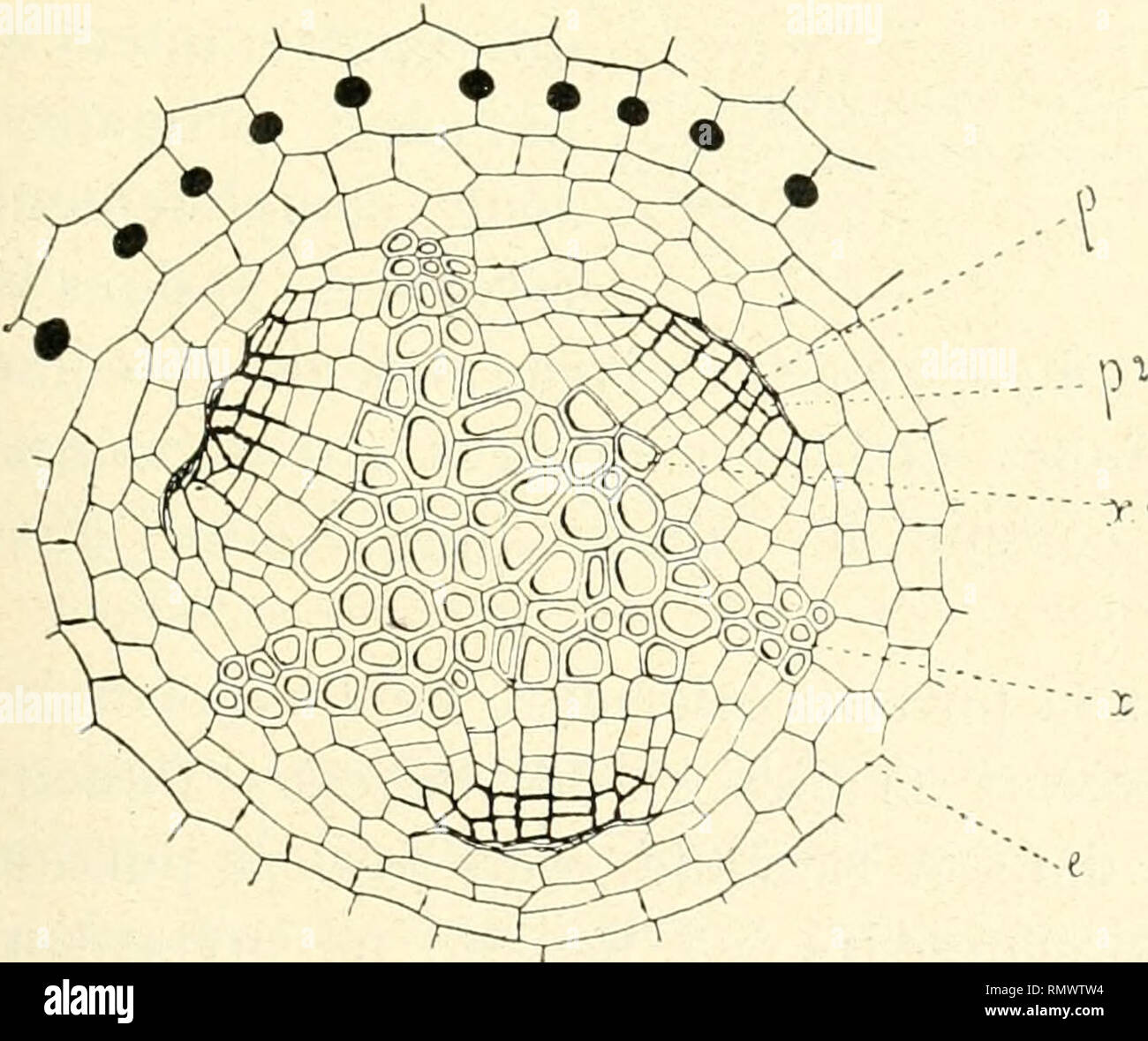 vélos électriques pliants