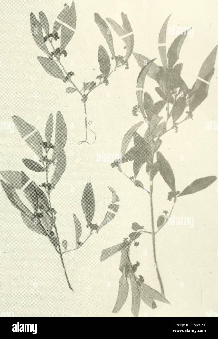 . Annales du Muse colonial de Marseille. Plants -- Madagascar; Tropical plants. Annales du Musée Colonial de Marseille, 1942.. .* PI. VI. — HIPPOCRATEA BOINENSIS a. -p.. Please note that these images are extracted from scanned page images that may have been digitally enhanced for readability - coloration and appearance of these illustrations may not perfectly resemble the original work.. Muse colonial de Marseille. Marseille : Muse colonial Stock Photo