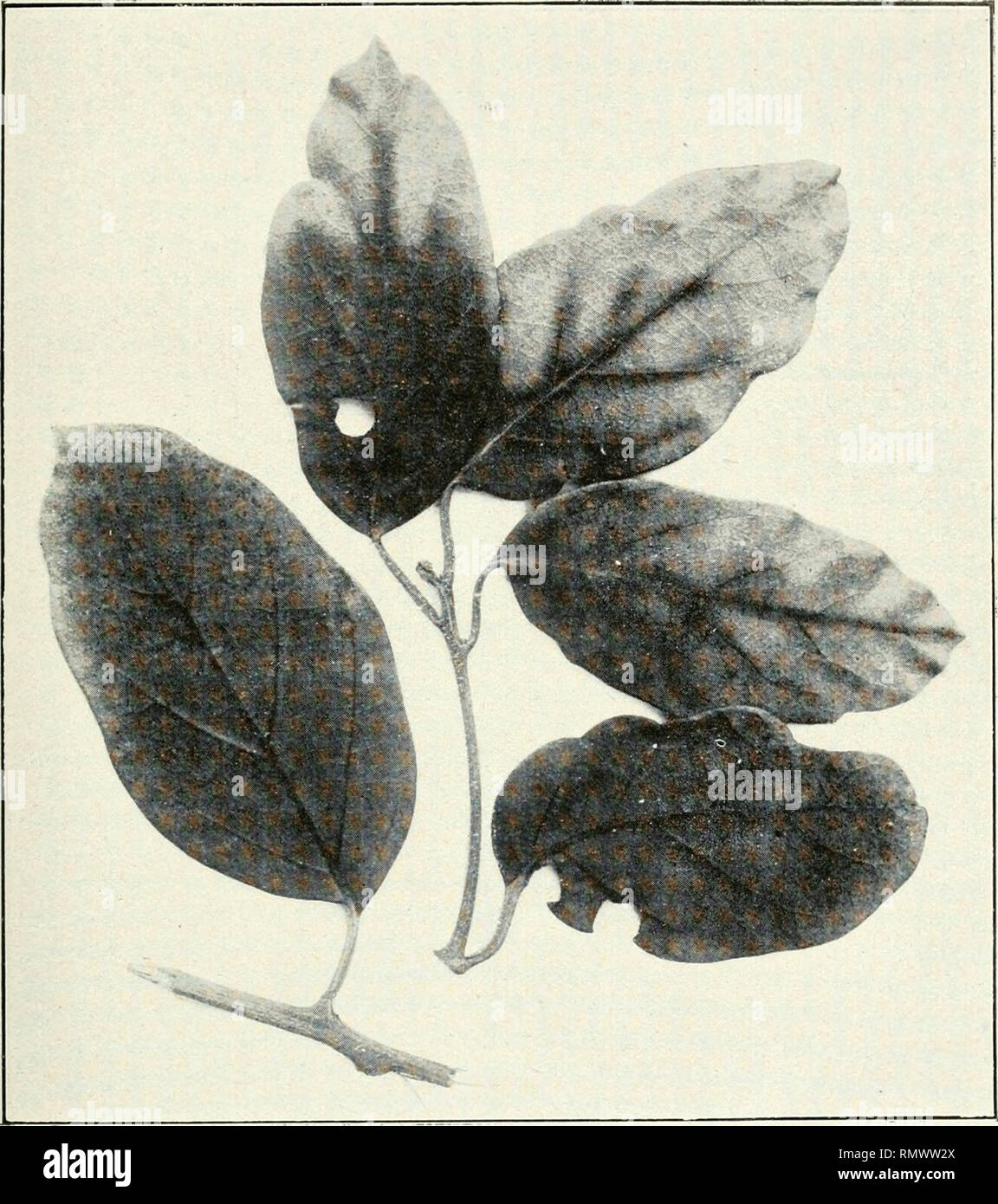 . Annales du Muse colonial de Marseille. Plants -- Madagascar; Tropical plants. Pi.. LXV.. Cryptocarya odorata Guillauinin. (Lauracées).. Please note that these images are extracted from scanned page images that may have been digitally enhanced for readability - coloration and appearance of these illustrations may not perfectly resemble the original work.. Muse colonial de Marseille. Marseille : Muse colonial Stock Photo