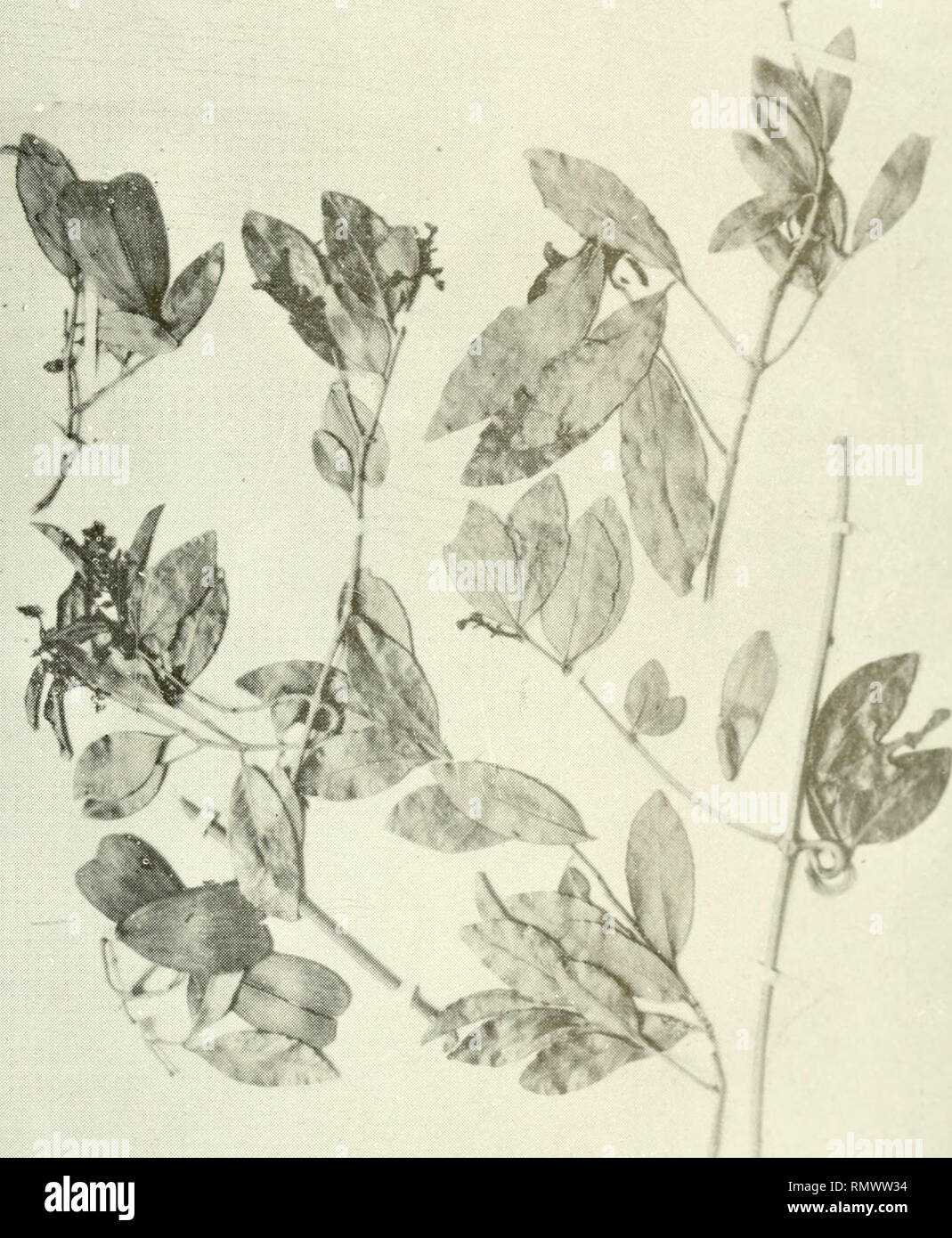 . Annales du Muse colonial de Marseille. Plants -- Madagascar; Tropical plants. Annales du Musée Colonial de Marseille, 1942.. PI. IV. — HIPPOCRATEA RI BIGINOS.A n. sp.. Please note that these images are extracted from scanned page images that may have been digitally enhanced for readability - coloration and appearance of these illustrations may not perfectly resemble the original work.. Muse colonial de Marseille. Marseille : Muse colonial Stock Photo