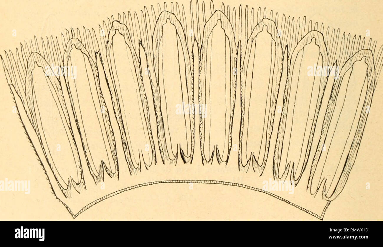. Annales du Muse colonial de Marseille. Plants -- Madagascar; Tropical plants. 1 Fig. 23. — I, section transversale de la graine de M. Imbric&amp;ria; II, section longitudinale. Exs. : Réunion [Turpin]; [Commerson] ; [Boivin]; [Bernier 1271]; [Dupetit-Thouars] ; Ile de France [Commerson]. 2° Mimusops macrocarpa. Syn. : Imbricaria macrocarpa Gaertn. f. Analyse de graines (H. P.). 3° Mimusops petiolaris. Syn. : Imbricaria petiolaris A. DG. Exs. : Ile Maurice, bois de la montagne du Pouce j Boivin]; sans localité [Gommerson). Obs. : Dans cette espèce, les appendices pétalaires sont très divisés  Stock Photo