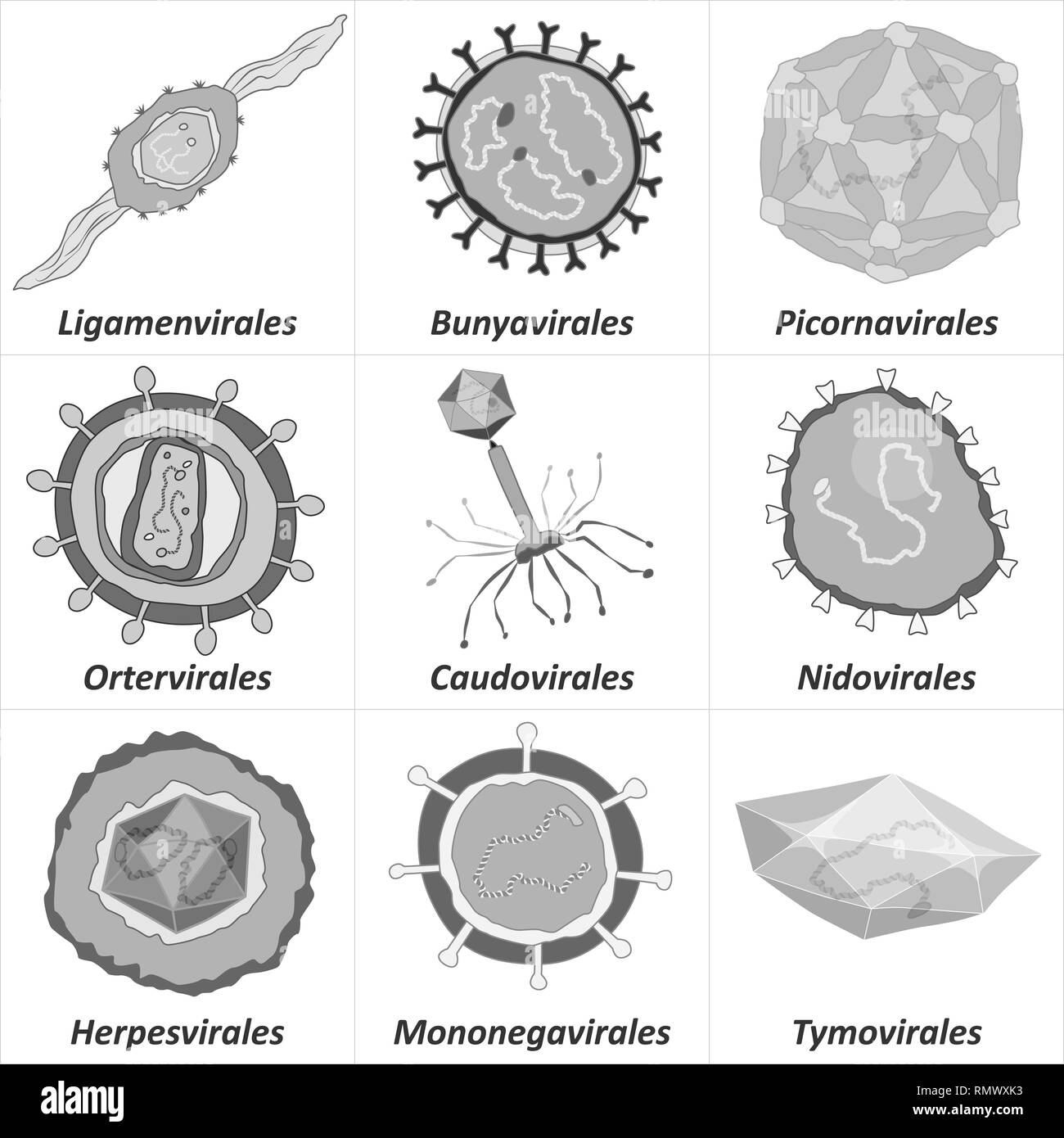 Set of different orders of virus, black and white vector illustration Stock Vector