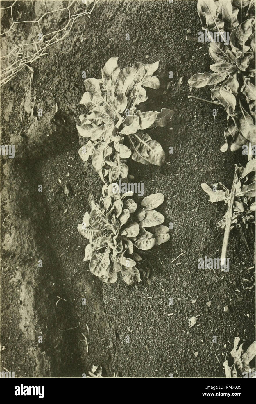 Annales Du Jardin Botanique De Buitenzorg Plants Plants