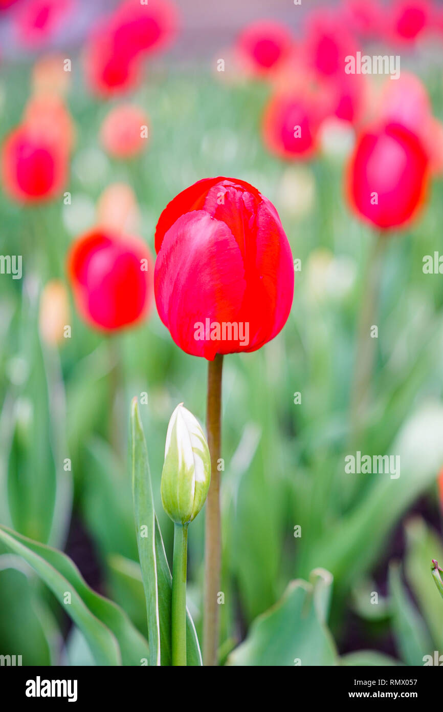 Tulip flowers blooming at spring time in city park of Ottawa, Canada