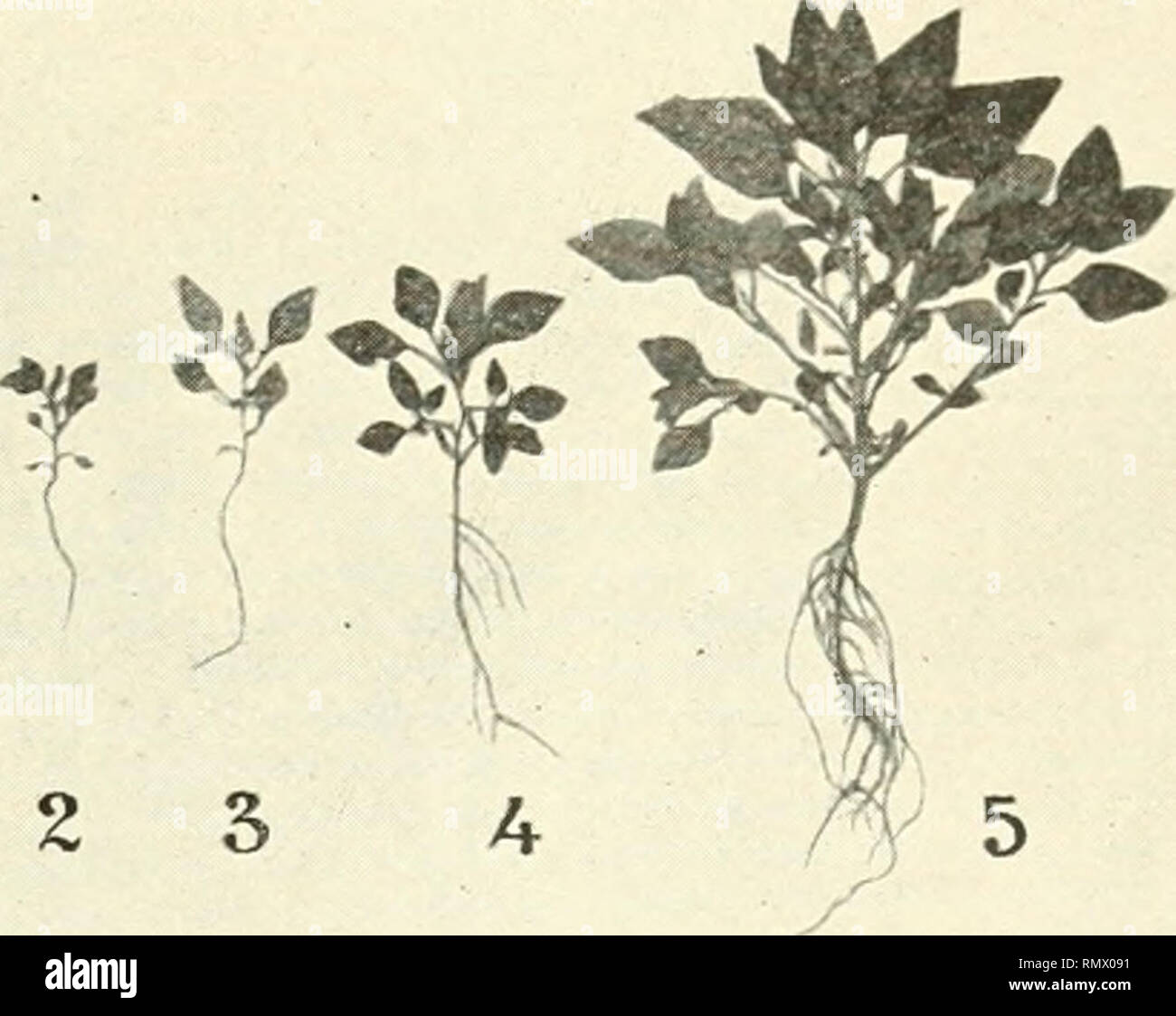 . Annales des sciences naturelles. Plants; Biology. 2 3 4 5. Fig. 21.—Amaranliisre/ro//ej-us. Fig. 28. — Amaranlus retroflexus.— l'iantes - IMantes récoltées aux éclaire- récoltées aux éclairenients 2, 3, 4 et 5, au début ments 2, 3, 4, 5, au momont où de leur floraison (Stade 3). elles ont six feuilles dévelop- pées (Stade 2). beaucoup plus rapide à la lumière qu'à l'obscurité, et d'autant plus rapide que l'intensité lumineuse est plus forlc Les jeunes 6 FEUILLES DÉBIT DE LA FIN DE LA FLORAISON PLANTES AMAH.VNTUS RETRO- DEVELOPPEES FLORAISON EN FRUITS FLEXUS Éclaireineiits Éclairenients Éclai Stock Photo