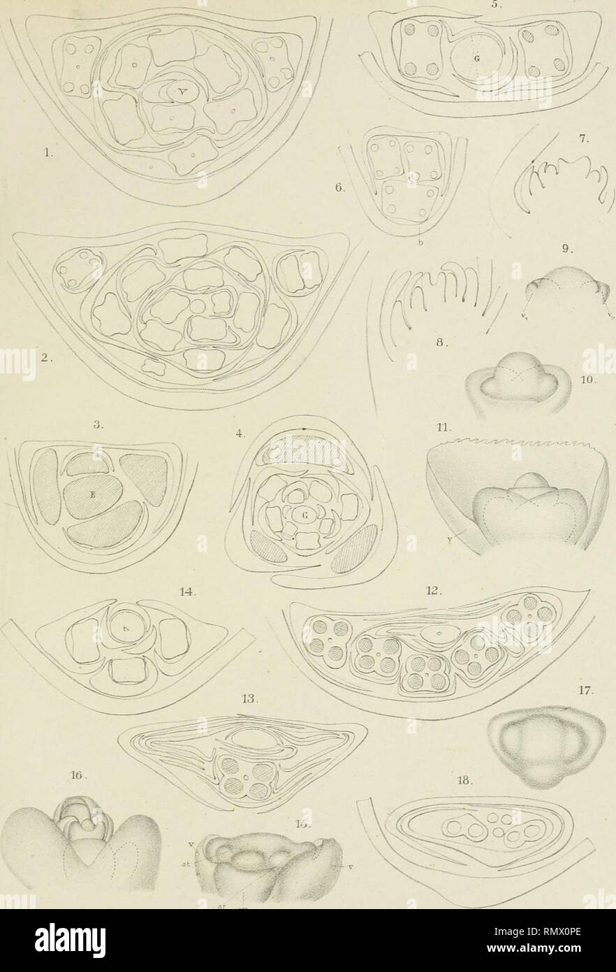 . Annales du Jardin botanique de Buitenzorg. Plants; Plants -- Indonesia. pi.xrv.. DrC.E.Goebel del P.W.M.Trap iitipr. A-J.J.Wsndellith.. Please note that these images are extracted from scanned page images that may have been digitally enhanced for readability - coloration and appearance of these illustrations may not perfectly resemble the original work.. Kebun Raya Indonesia. Leiden [etc. ] E. J. Brill [etc. ] Stock Photo