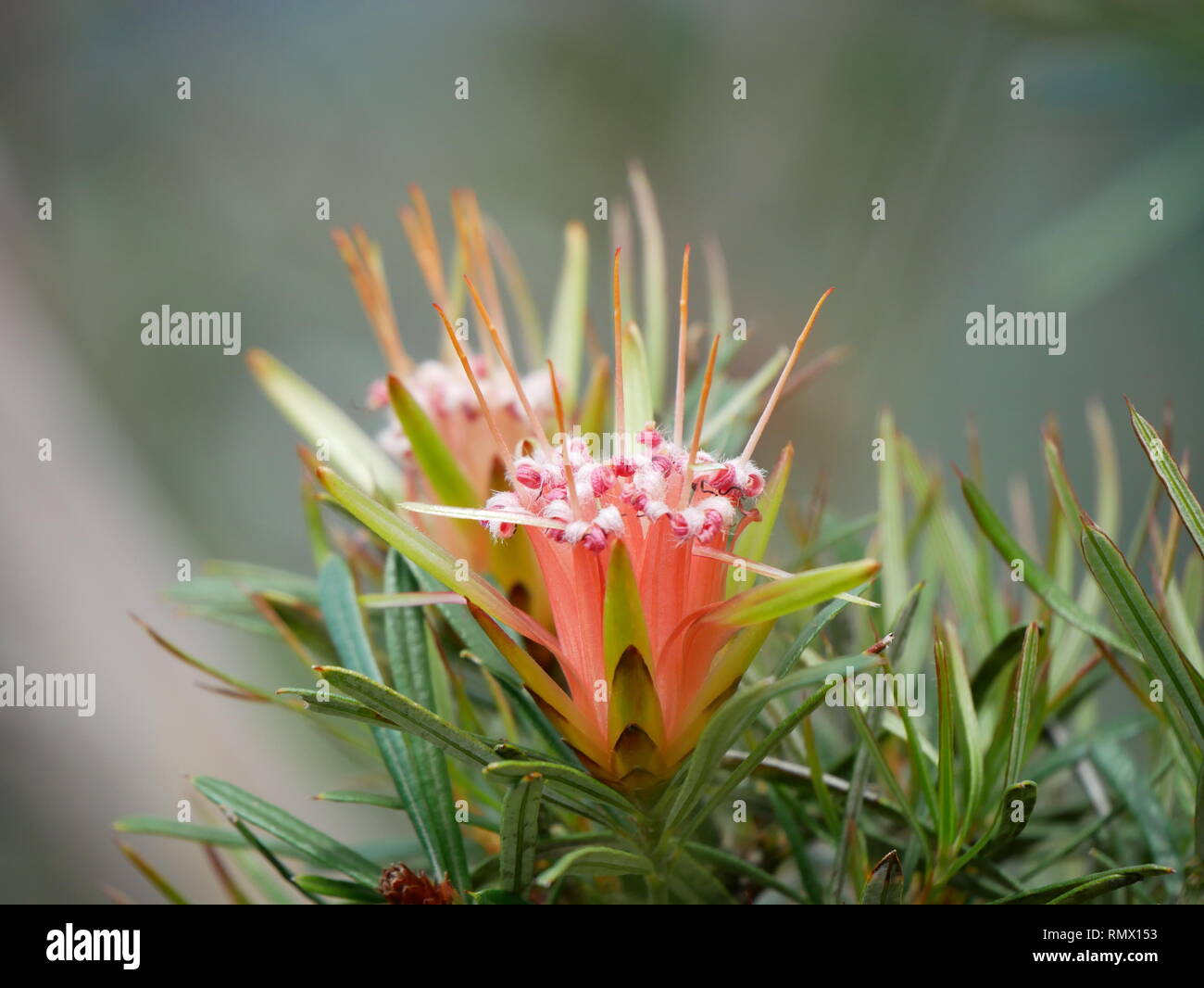 Mountain Devil flower growing in the Blue Mountains of Australia Stock Photo