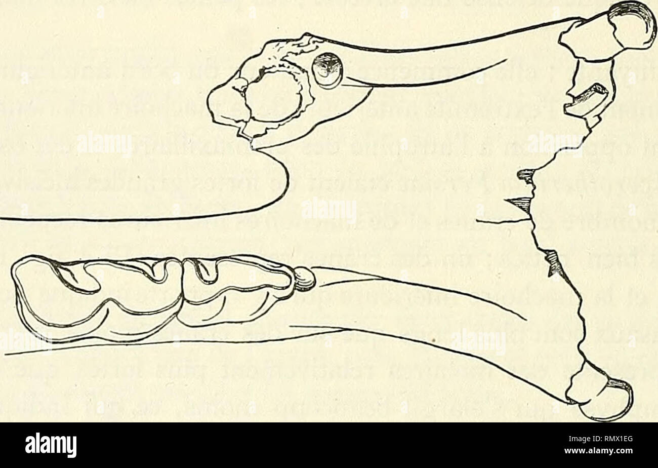 . Annales d'histoire naturelle. Vertebrates, Fossil; Insects. FiG. i8. — Mâchoire inférieure d'un jeune individu montrant la dentition de lait. Le bourrelet, très développé sur la face antérieure, donne lieu par l'usure à une apparence de premier lobe ; il existe aussi sur la face interne et détache des piliers à l'entrée de la vallée moyenne. La troisième et la quatrième molaire de lait présentent le denticule interne du lobe antérieur isolé en presqu'île, et un fort crochet dépendant du denticule moyen du même lobe. La dernière dent a le fût plus élevé que les précédentes ; elle montre un fo Stock Photo