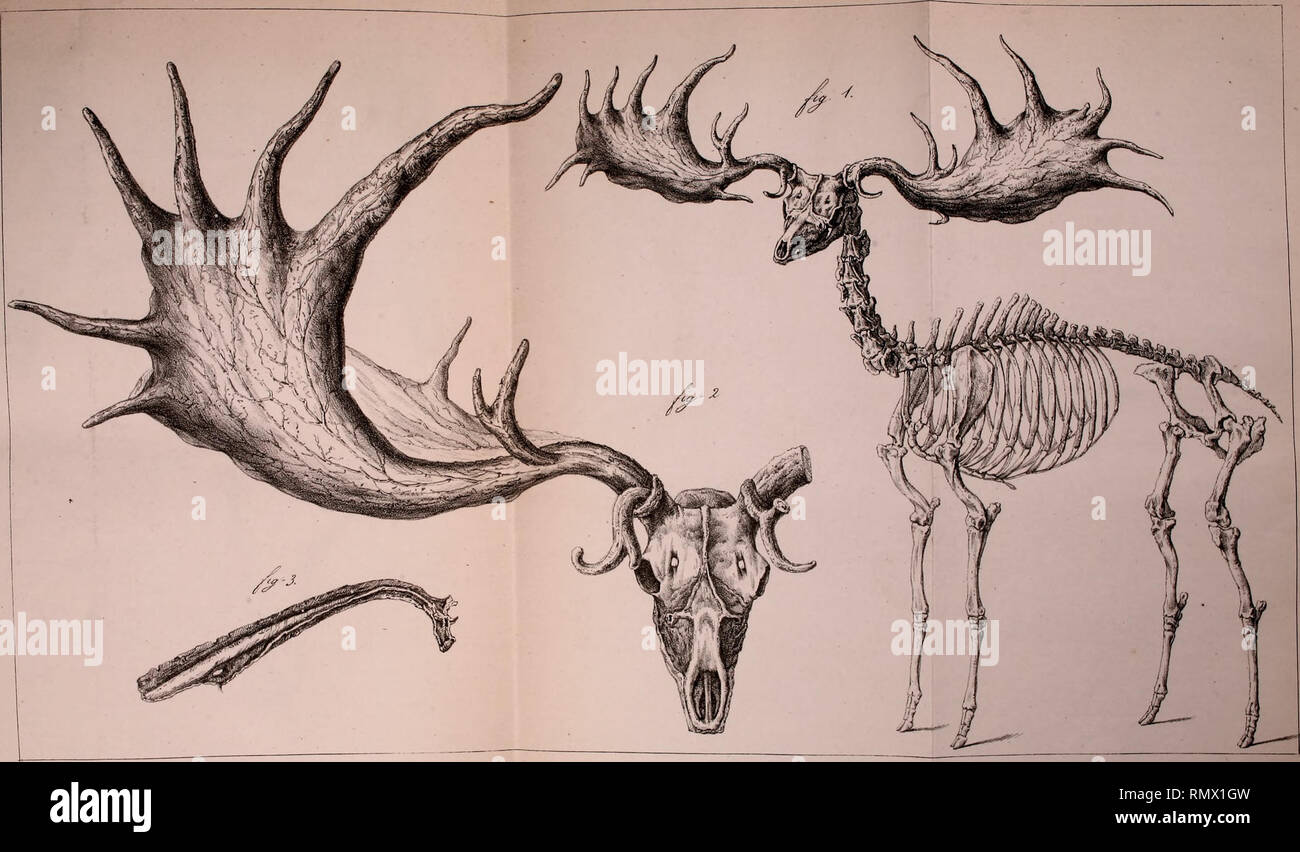 Annales Des Sciences Naturelles Science Anatomy Fi Rt 3rfe R Taff Rcues V Y I I T Rii I If V Rjjy R Rj C Rz Rr E Ir Quot J R C Y U J Zi T F R U I Lt T Att Tat Tfty Vm Acnt Ttt