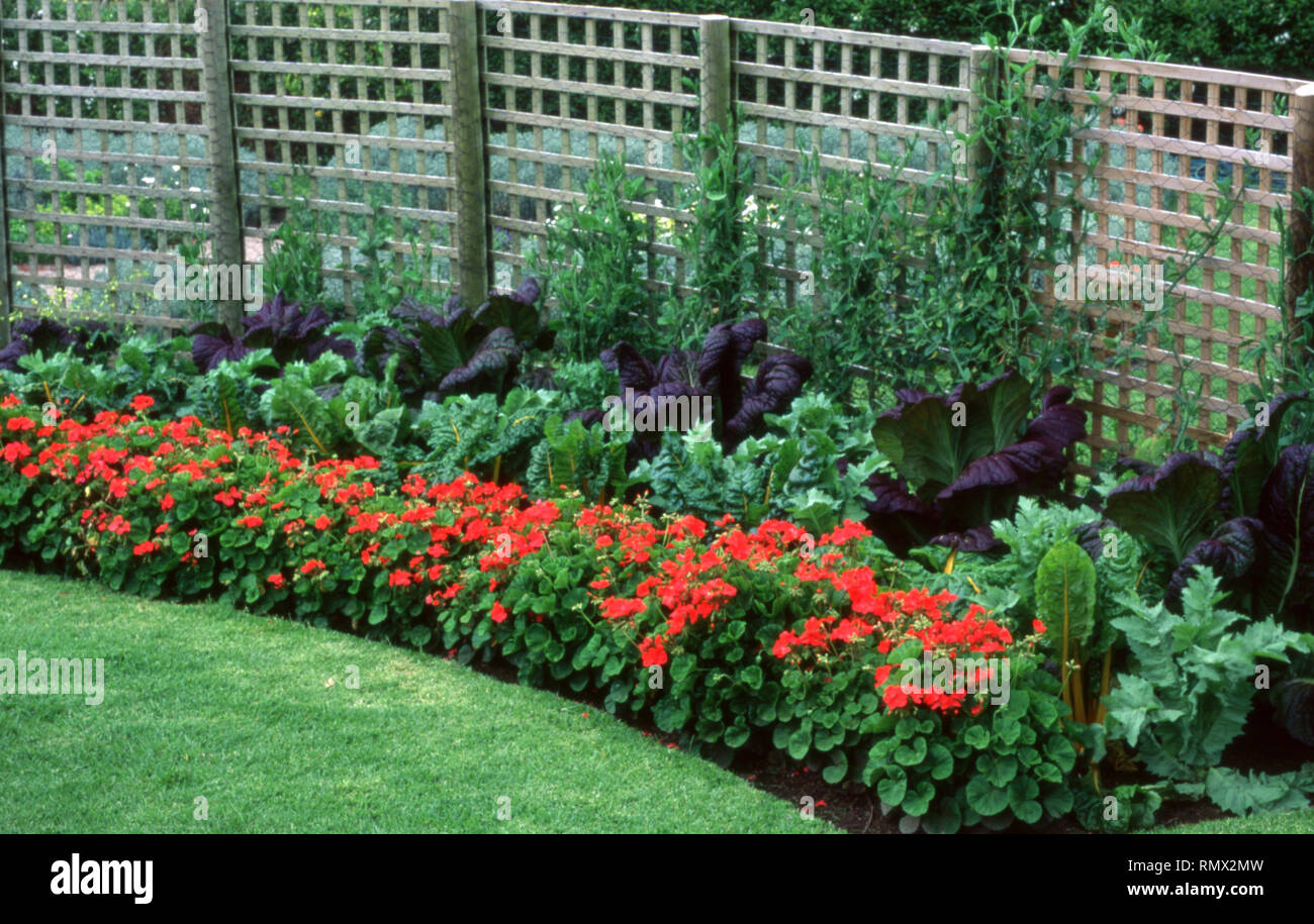 PELARGONIA 'RED SPRINTER' AS BORDER IN VEGETABLE GARDEN CONTAINING RAINBOW CHARD (BETA VULGARIS) AND BRASSICA JUNCEA. BEHIND LATTICE FENCE WITH PEAS.  Stock Photo