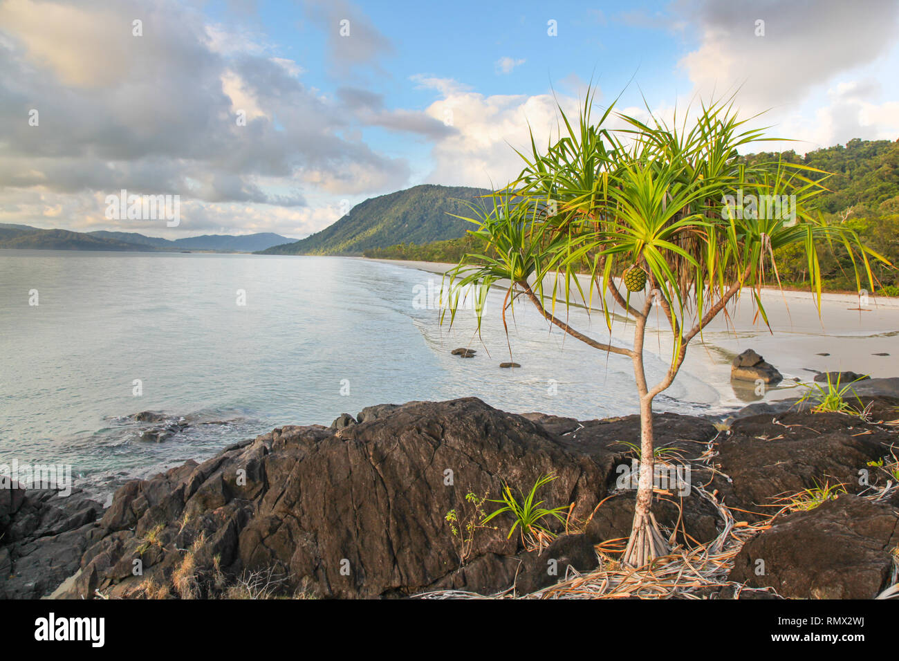 A Pandanus tree growing on the rocky headland at Noah Beach - Located in the Daintree region north of Cairns in Far North Queensland Australia Stock Photo