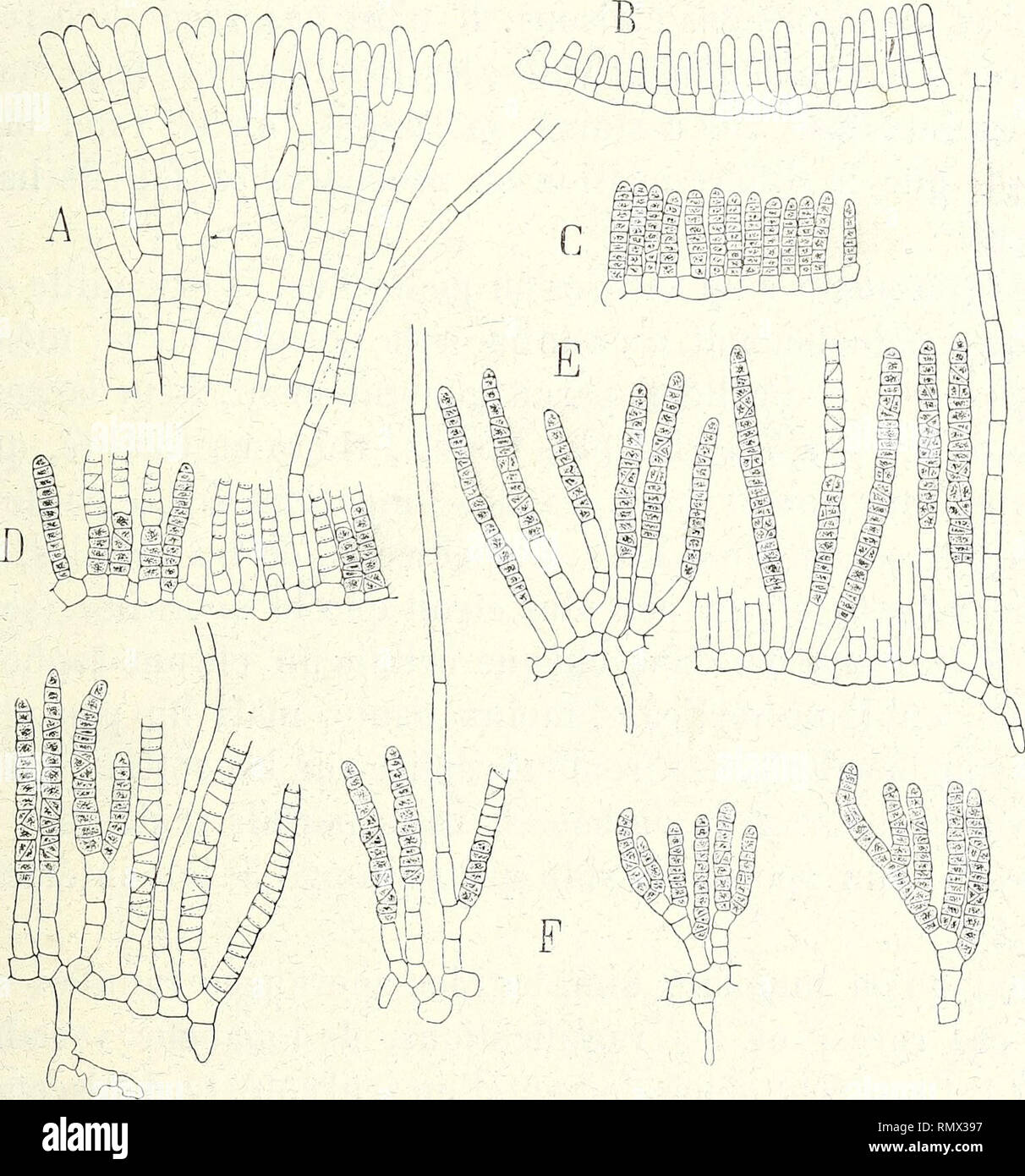 239 2 G High Resolution Stock Photography And Images Alamy