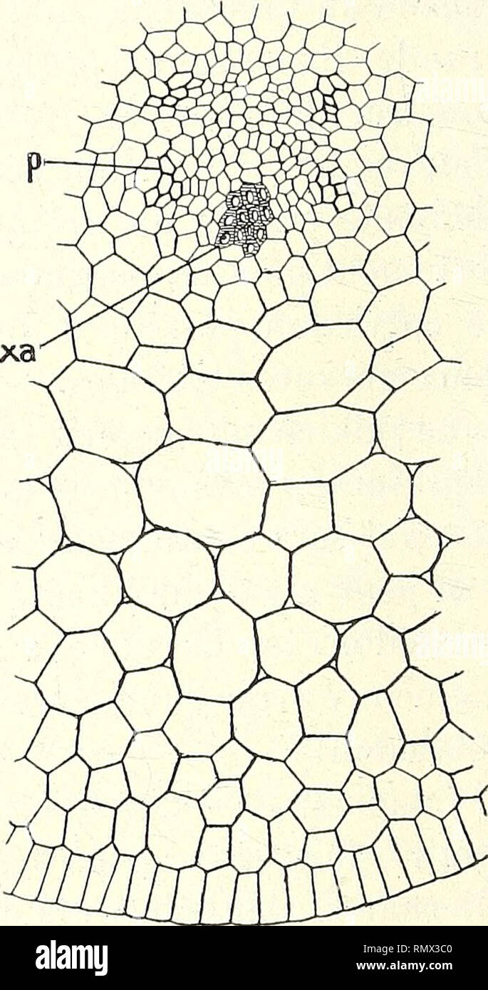 . Annales des Sciences Naturelles Botaniques. Fig. 21]. —? Cordyline ...
