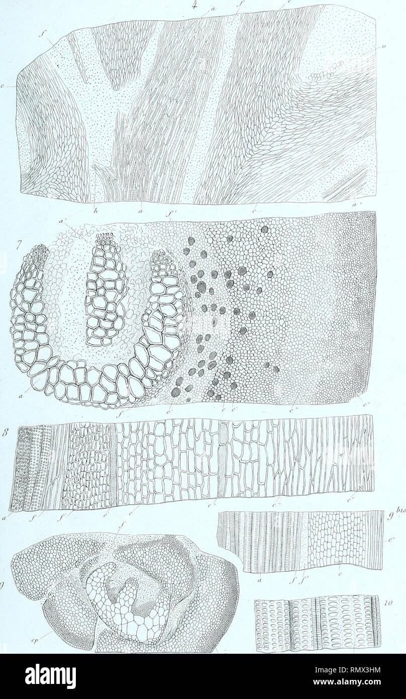 Annales Des Sciences Naturelles Botaniques L In F Tj R Sctenc Ut Serie Bot Tome I Ia Botryopte Lt Rur T Forenj Ur Llnp T I M R L Estrapade 1 Paru Please Note