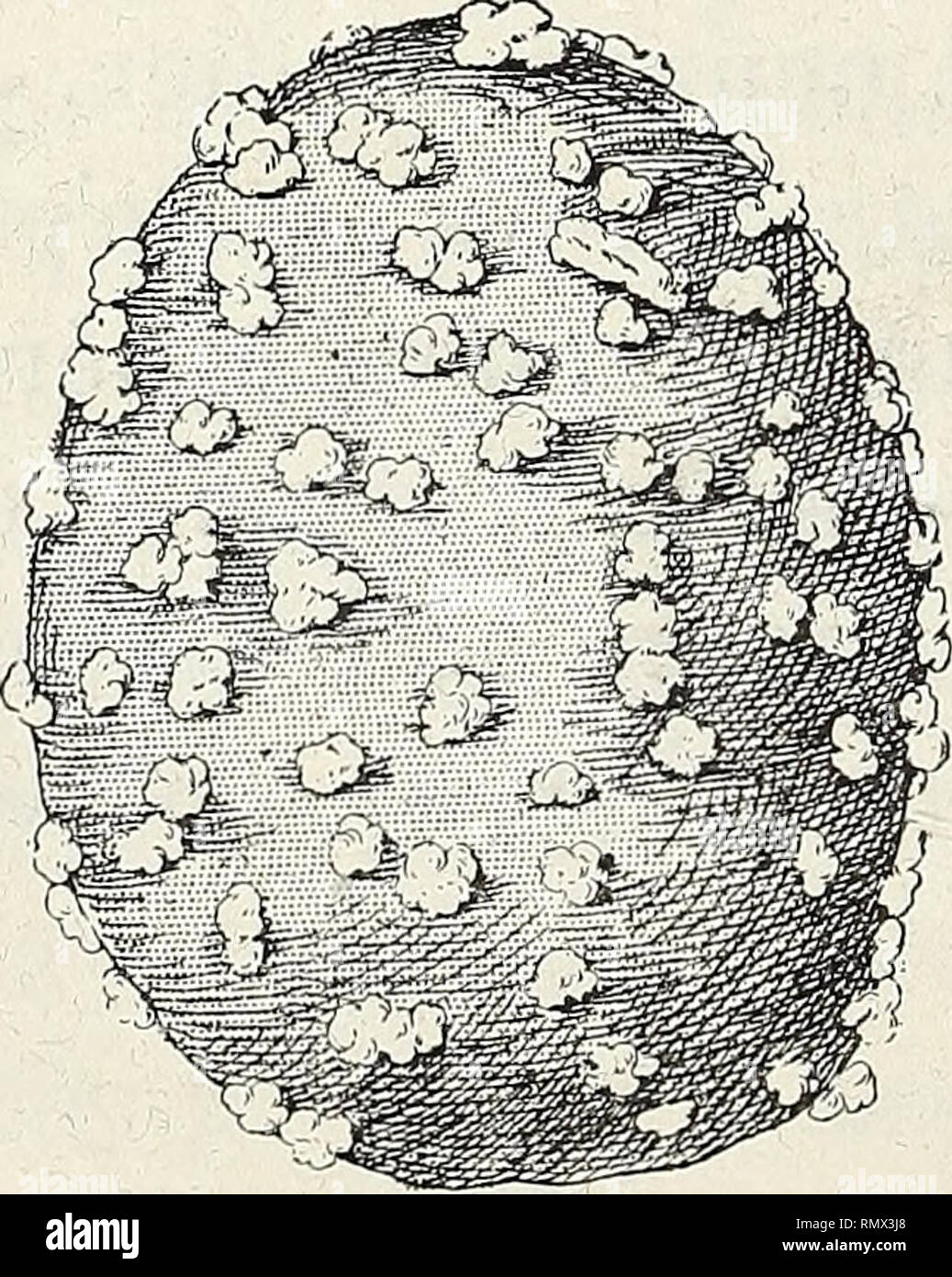 . Annales des Sciences Naturelles Botaniques. 136 H. DEVAUX. TABLEAU XXVI Tiges sur lesquelles les lenticelles se sont hypertrophiées. Ampélopsis quinquefolia. Acer Negundo. Alnus glutinosa. Broussonnetia papyrifera Coriaria myrtifolia. Cydonia vulgaris. Diervilla grandiflora. Daphne Gnidium. D. Laureola. Fraxinus excelsior. Ficus Carica. F. elastica. Gleditschia Triacanthos. Hedera Hélix. Juglans regia. Jasminum. officinale. Ligustrum vulgare. Marsdenza erecta. Malus comrnunis. Morus alba. Pelargonium zonale. Platanus vulgaris. Persica vulgaris. Pirus comrnunis. Prunus divers. Quercus peduncu Stock Photo