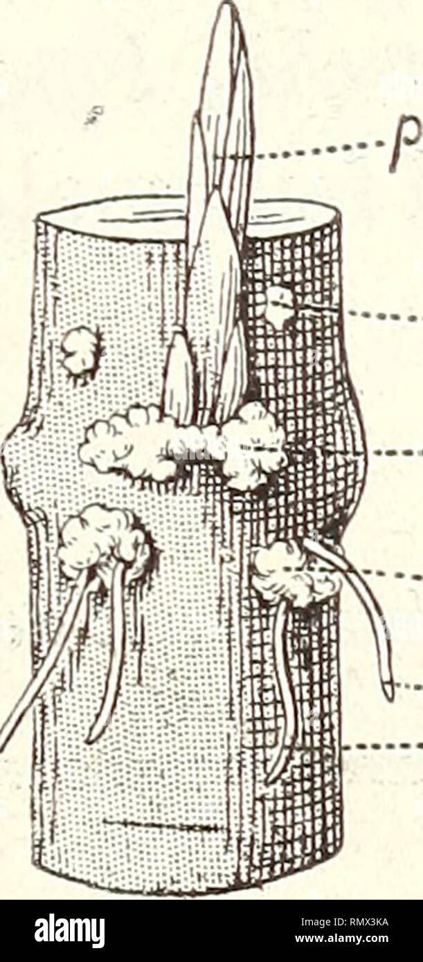 . Annales des Sciences Naturelles Botaniques. RECHERCHES SUR LES LENTICELLES. 35. à ce titre, connu depuis fort longtemps (33), et les observa- tions de de Candolle sur les boutures de Saule s'y rapportent aussi (de Candolle 4, H. Mohl6, Clos 12). D'Arbaumont (20), a signalé également la sortie de racines adventives à tra- vers des lenticelles pour Ampélopsis, Kleblahn (33) pour Herminiera Elaphro- xylon, et Weisse (39, p. 311) pour Dra- cœna frutescens. A ces plantes, il faut ajouter les suivantes où j'ai reconnu les mêmes relations : Solarium nigrum, Alnus glutinosa, Coriaria myrtifolia, Gen Stock Photo